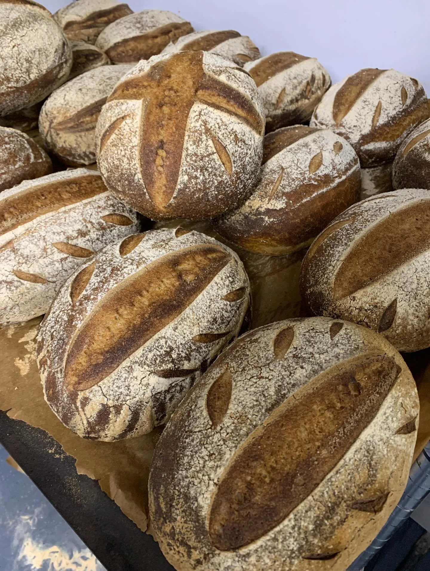 Several loaves of rustic gluten-free sourdough bread with scoring patterns on top, dusted with flour, and arranged on a baking tray.