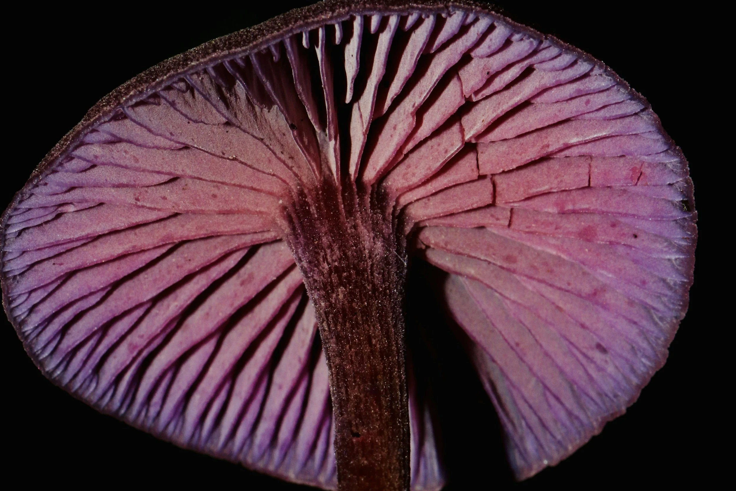 Close-up of a pink mushroom with dark gills and a dark background.