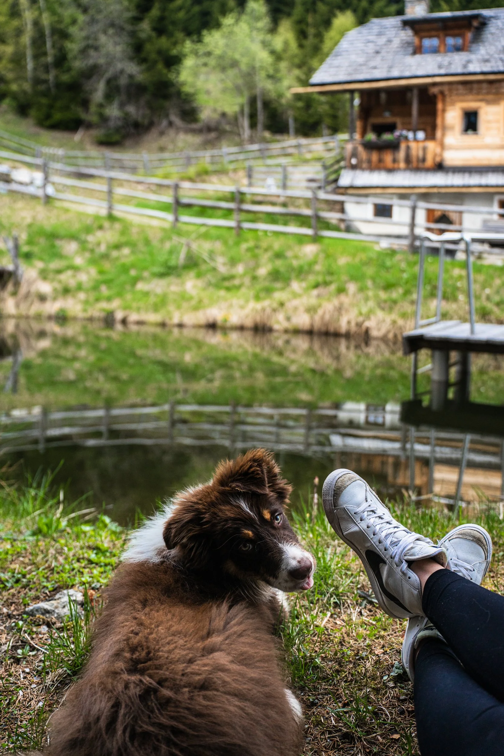 Ein Hund liegt auf einer Wiese neben einer Person, die weiße Sneakers trägt. Im Hintergrund sieht man einen Teich, einen Holzzaun und eine Almhütte, umgeben von Bäumen und Natur.