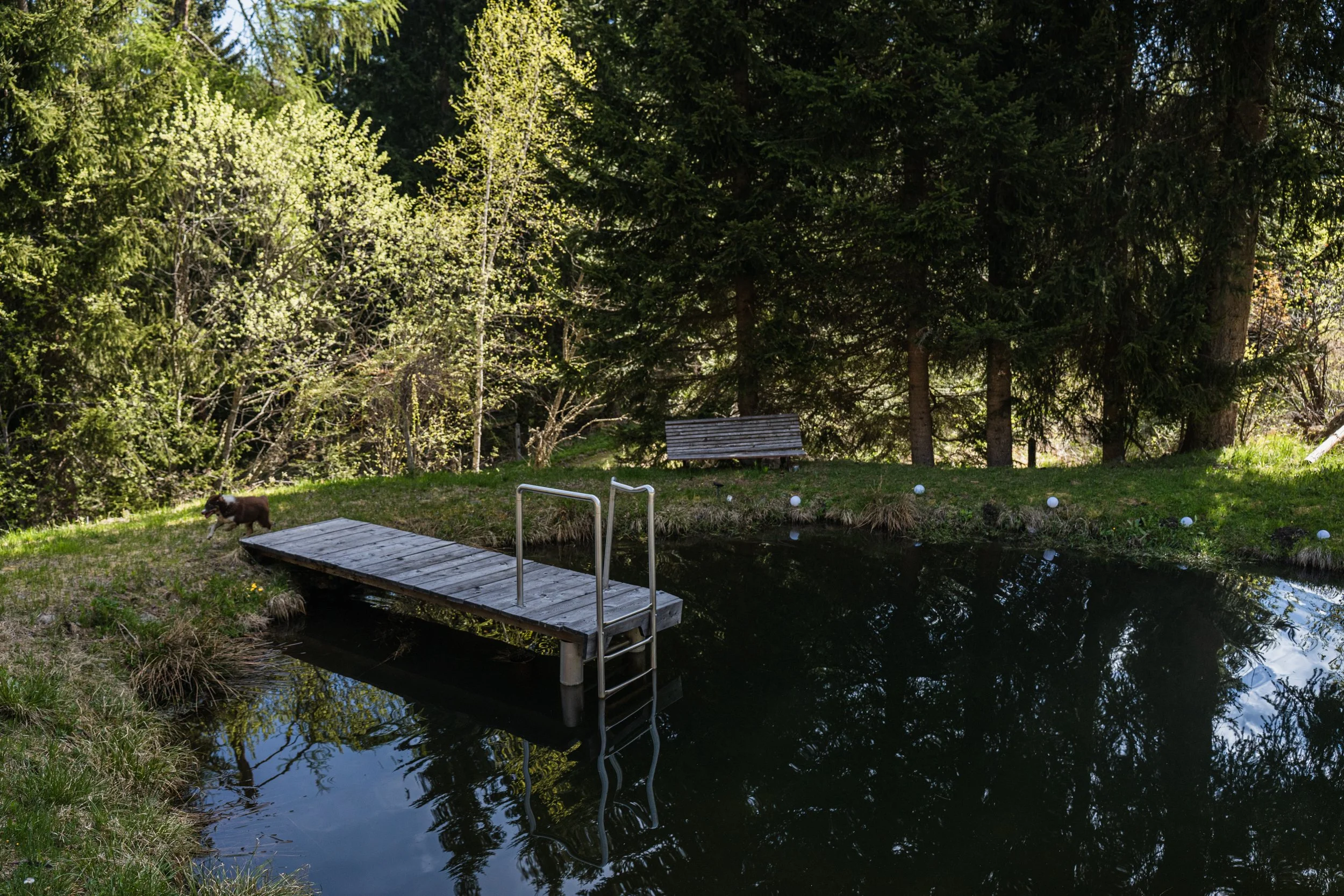 Ein Teich mit einem hölzernen Steg und einer Badeleiter. Im Hintergrund ist eine Bank zu sehen, und ein Hund läuft am Ufer entlang.
