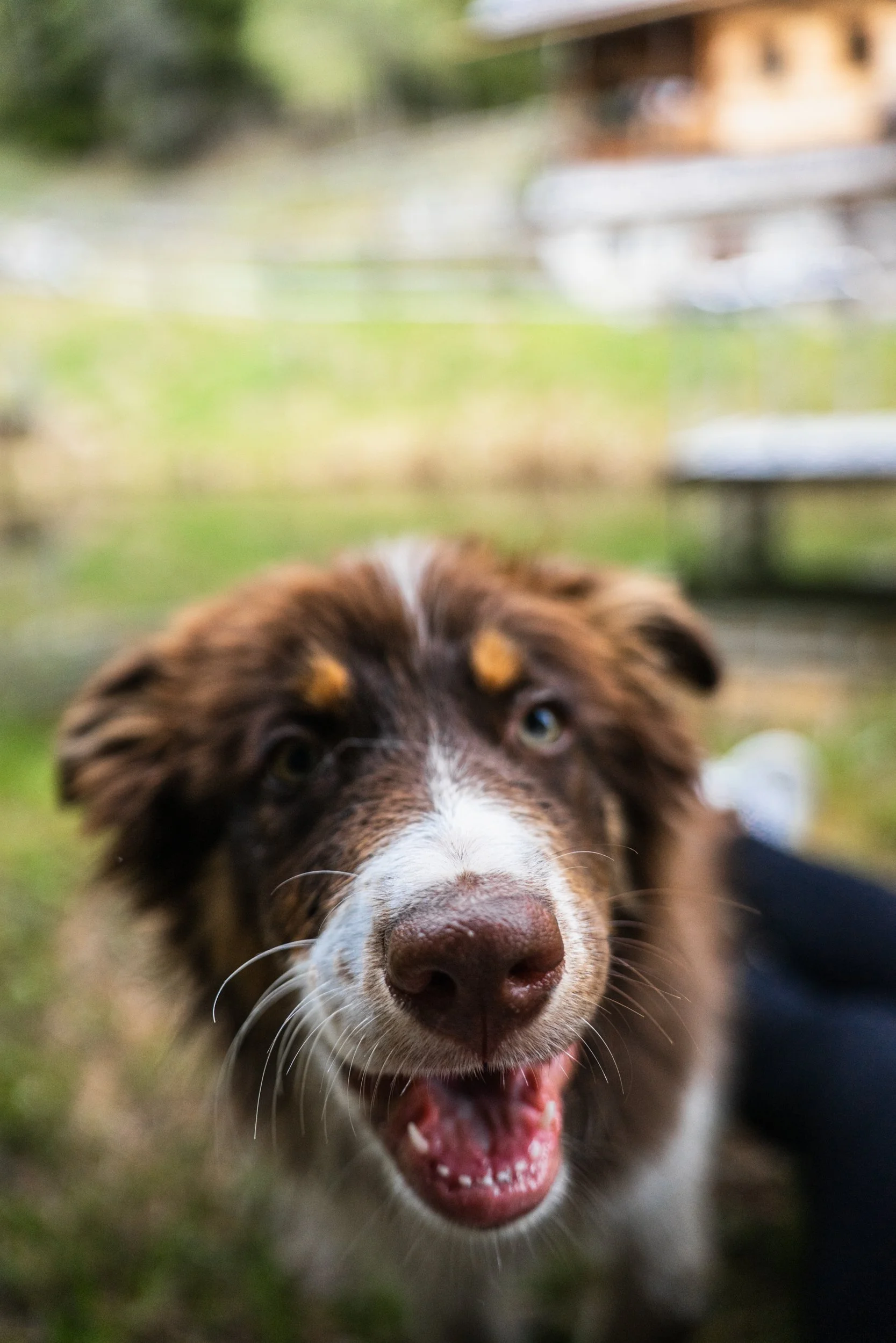 Nahaufnahme eines freundlich aussehenden Hundes mit braunem Fell und weißen Markierungen im Freien, unscharfer Hintergrund mit Grün und einer Almhütte im Hintergrund.
