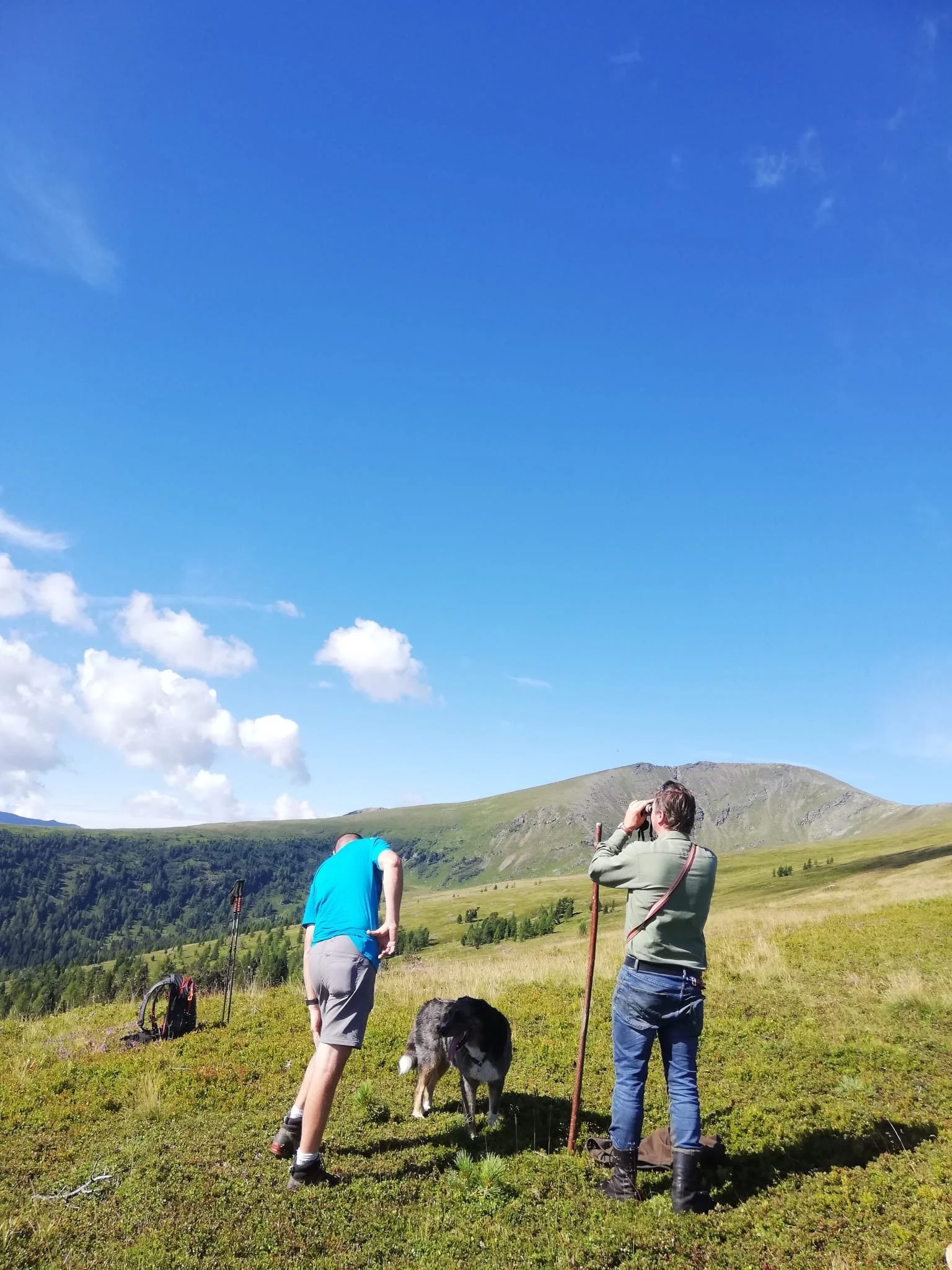 Tiere beobachten auf der Alm
