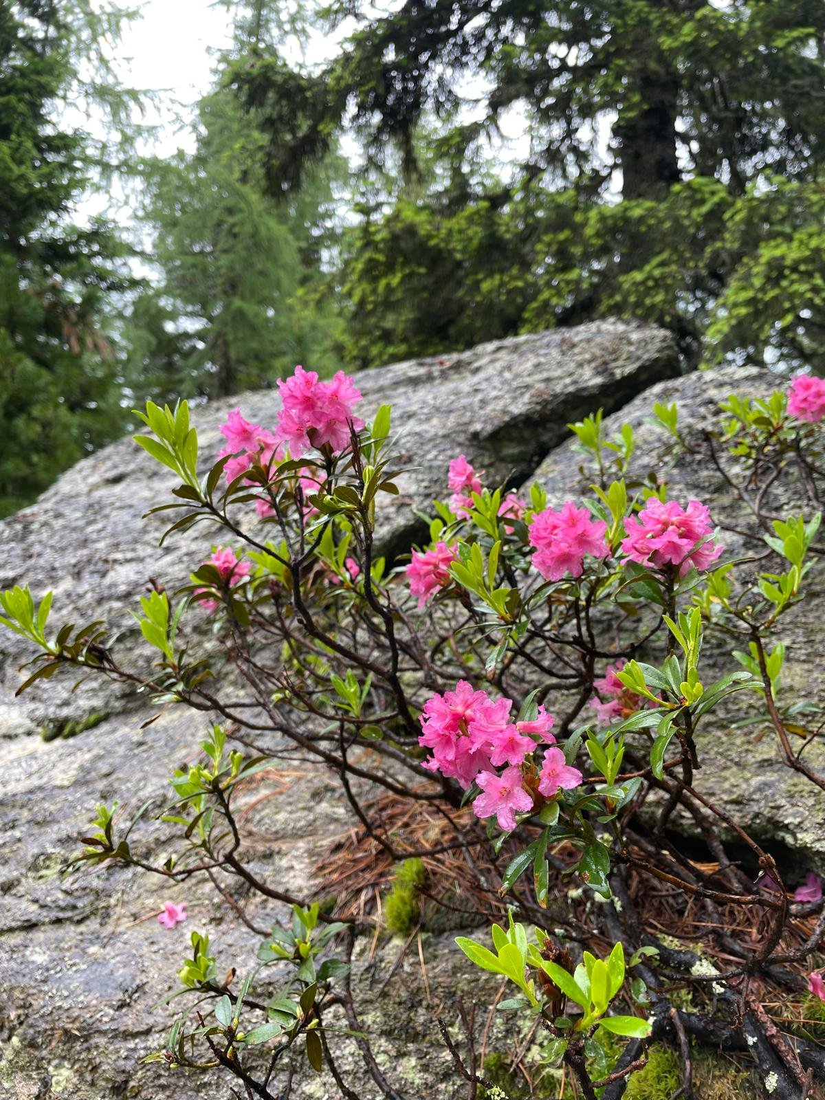 Almrausch im Frühjahr