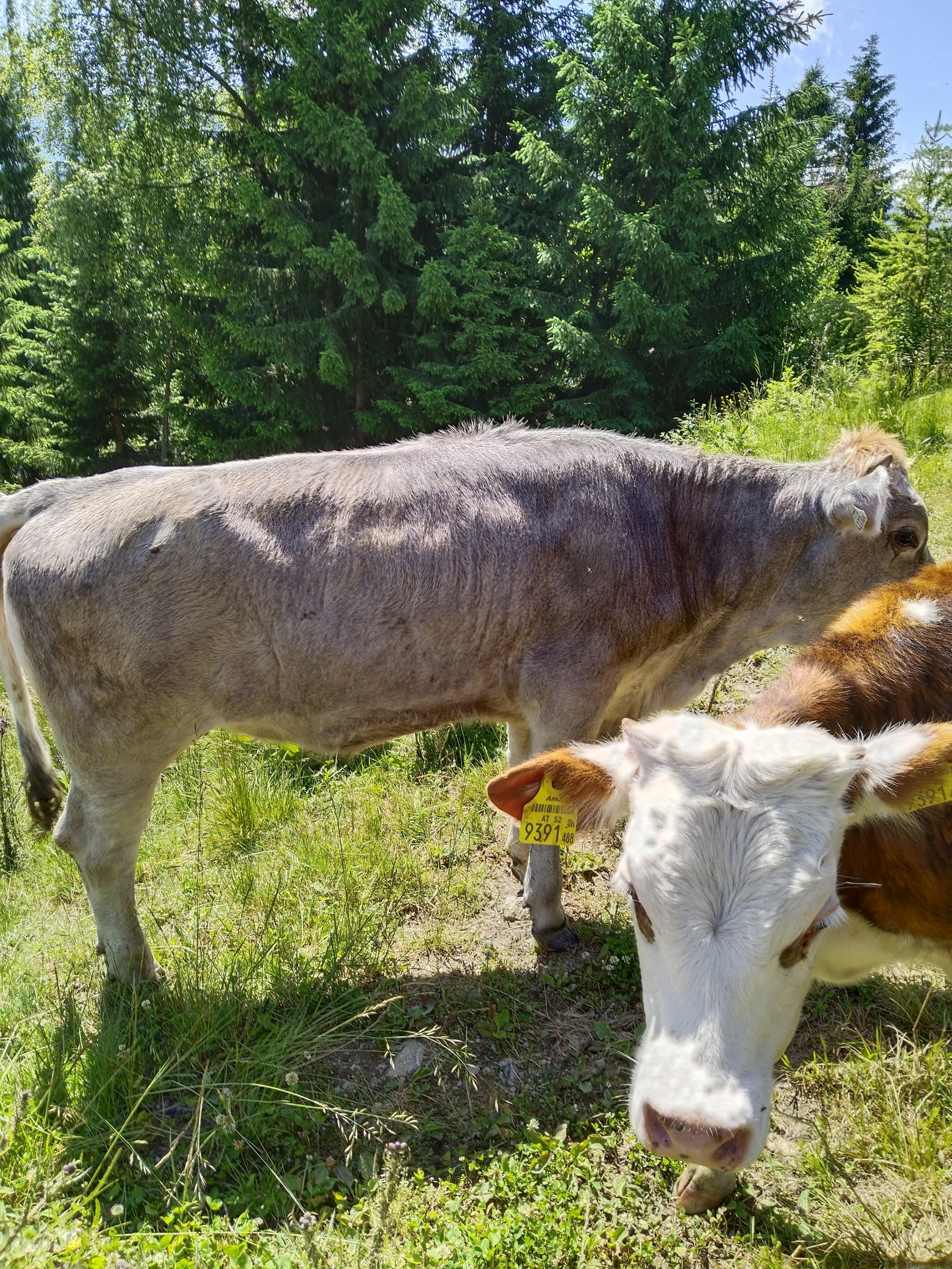 unsere Kühe im Almsommer