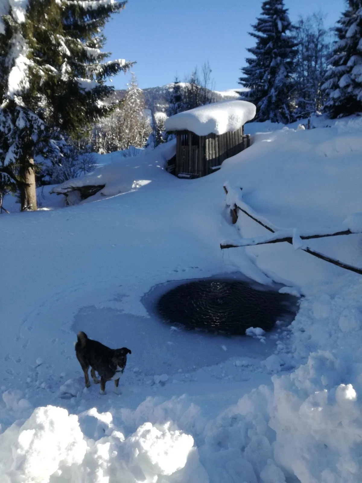 Fischteich im Winter