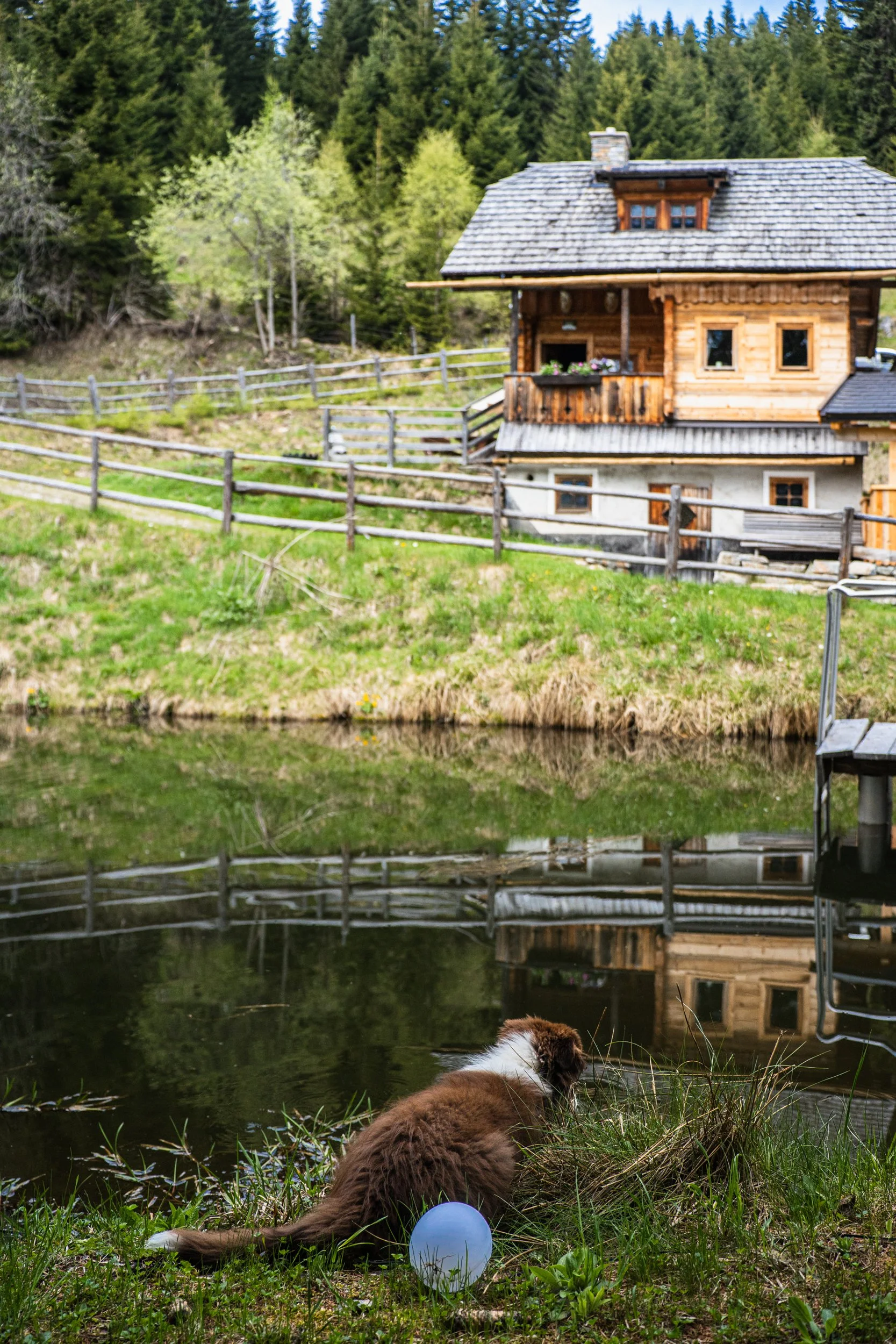 Hund in einem Garten vor einem Teich mit einem Holzzaun und einer Almhütte im Hintergrund.