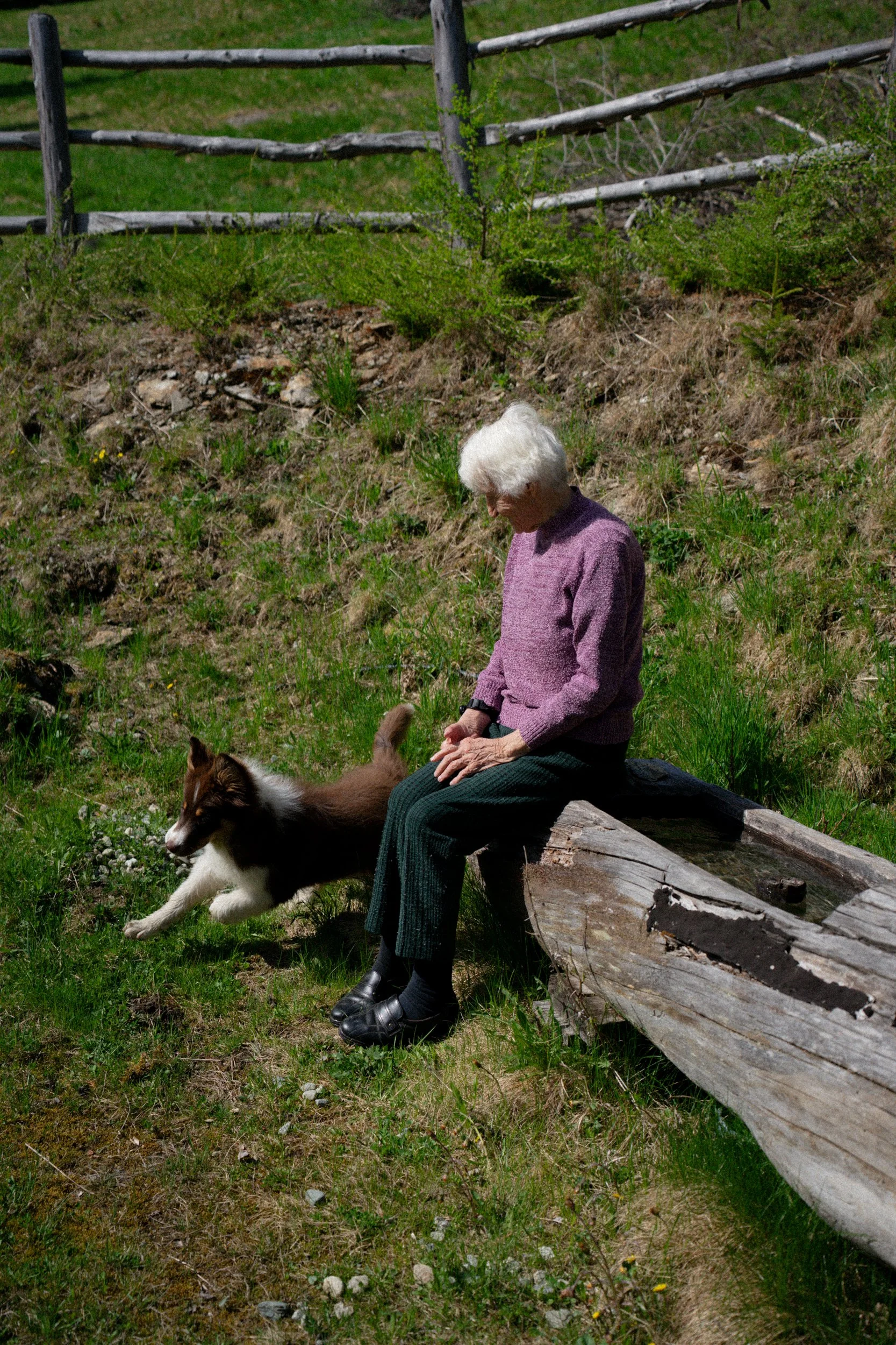 Oma sitzt auf einem Baumstamm neben einem spielenden Hund in einer grünen Wiese.
