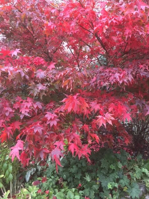 A beautifully designed garden with lush greenery, vibrant flowers, and a serene seating area. Thoughtfully landscaped with a mix of seasonal plants, textured foliage, and natural stone pathways, creating a tranquil outdoor retreat.