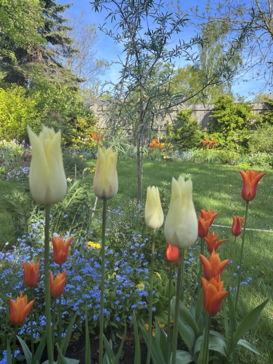 A beautifully designed garden with lush greenery, vibrant flowers, and a serene seating area. Thoughtfully landscaped with a mix of seasonal plants, textured foliage, and natural stone pathways, creating a tranquil outdoor retreat.