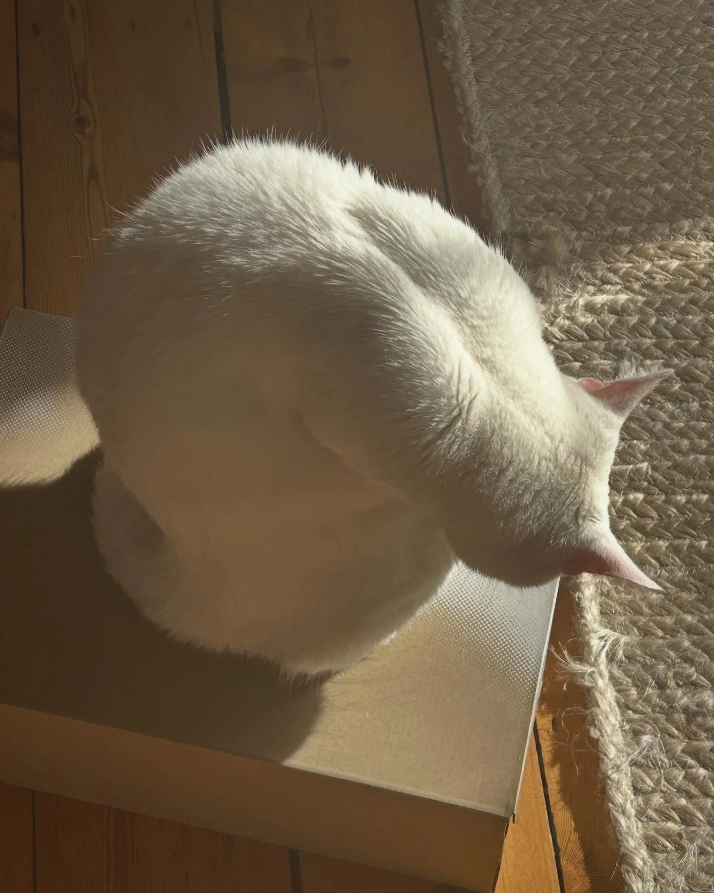 🕊️