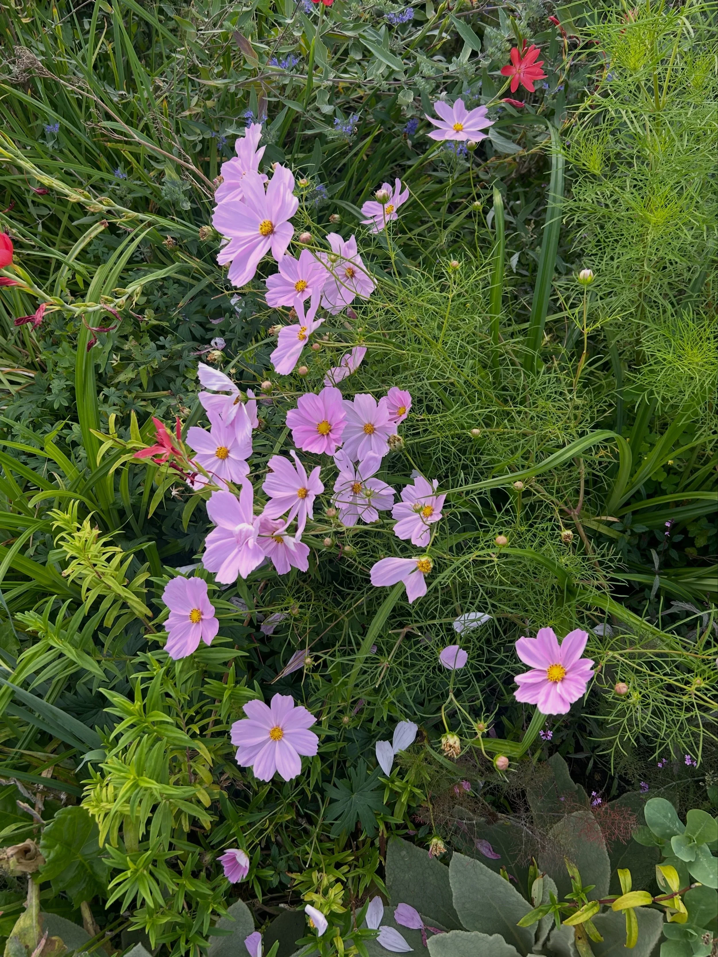 Cosmos