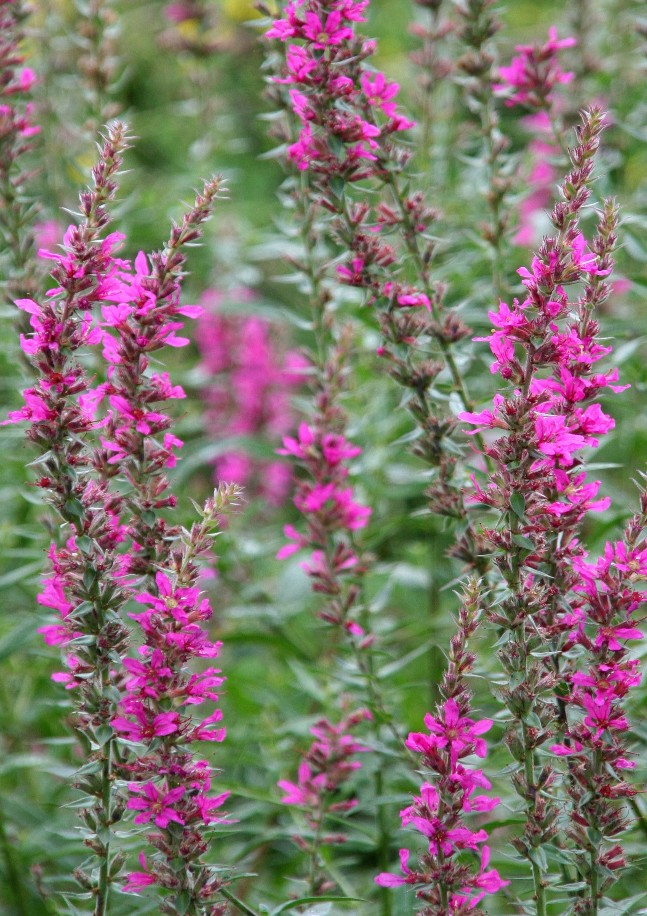 Salvia 205 B6