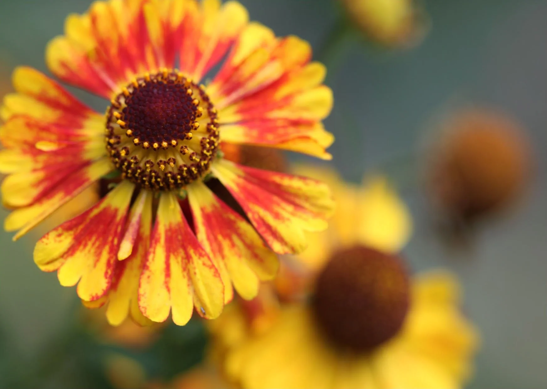 Helenium 209 A6