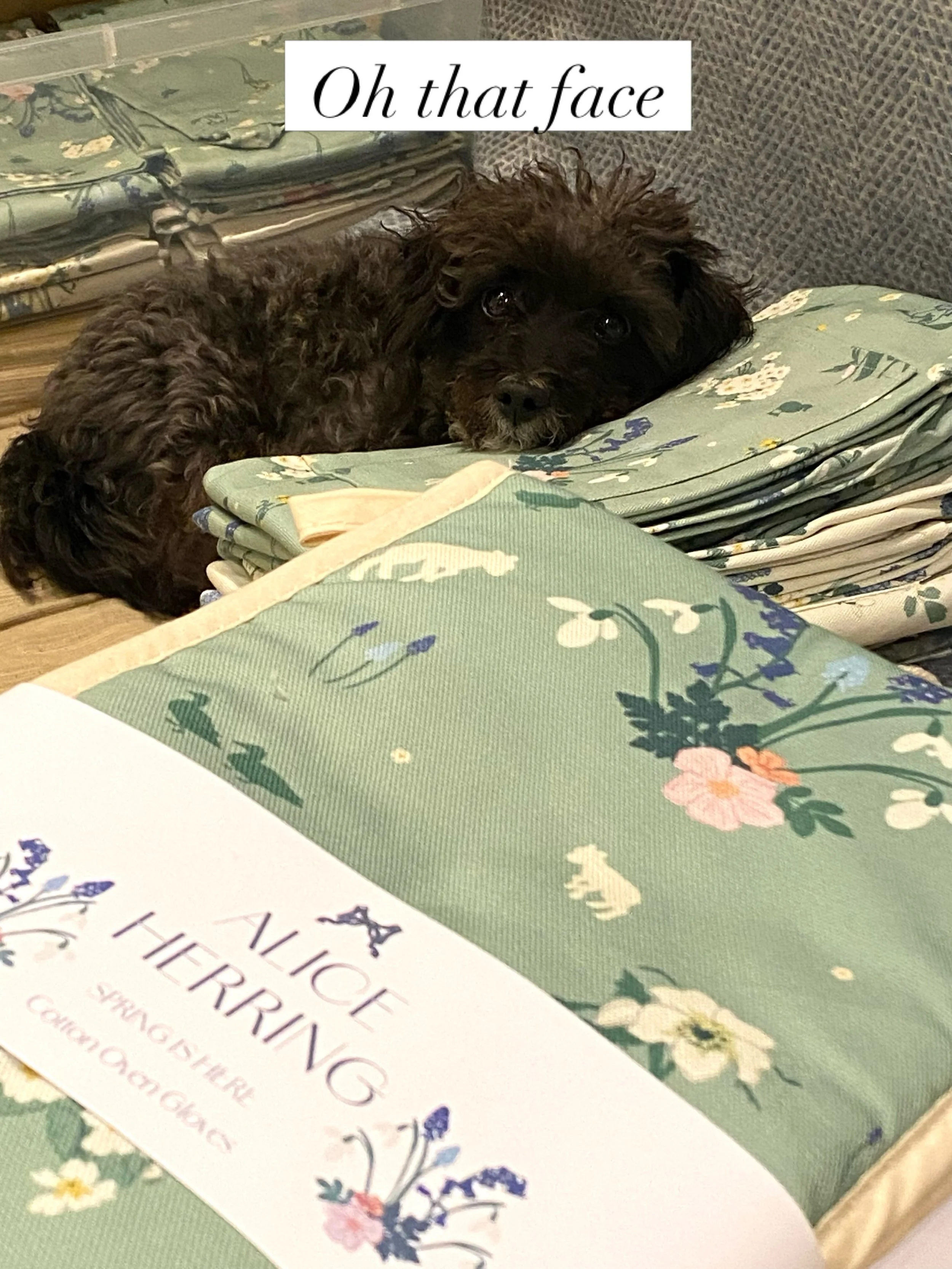 No words needed # #workinghard #itsadogslife #smallbusiness #supportsmallbusiness