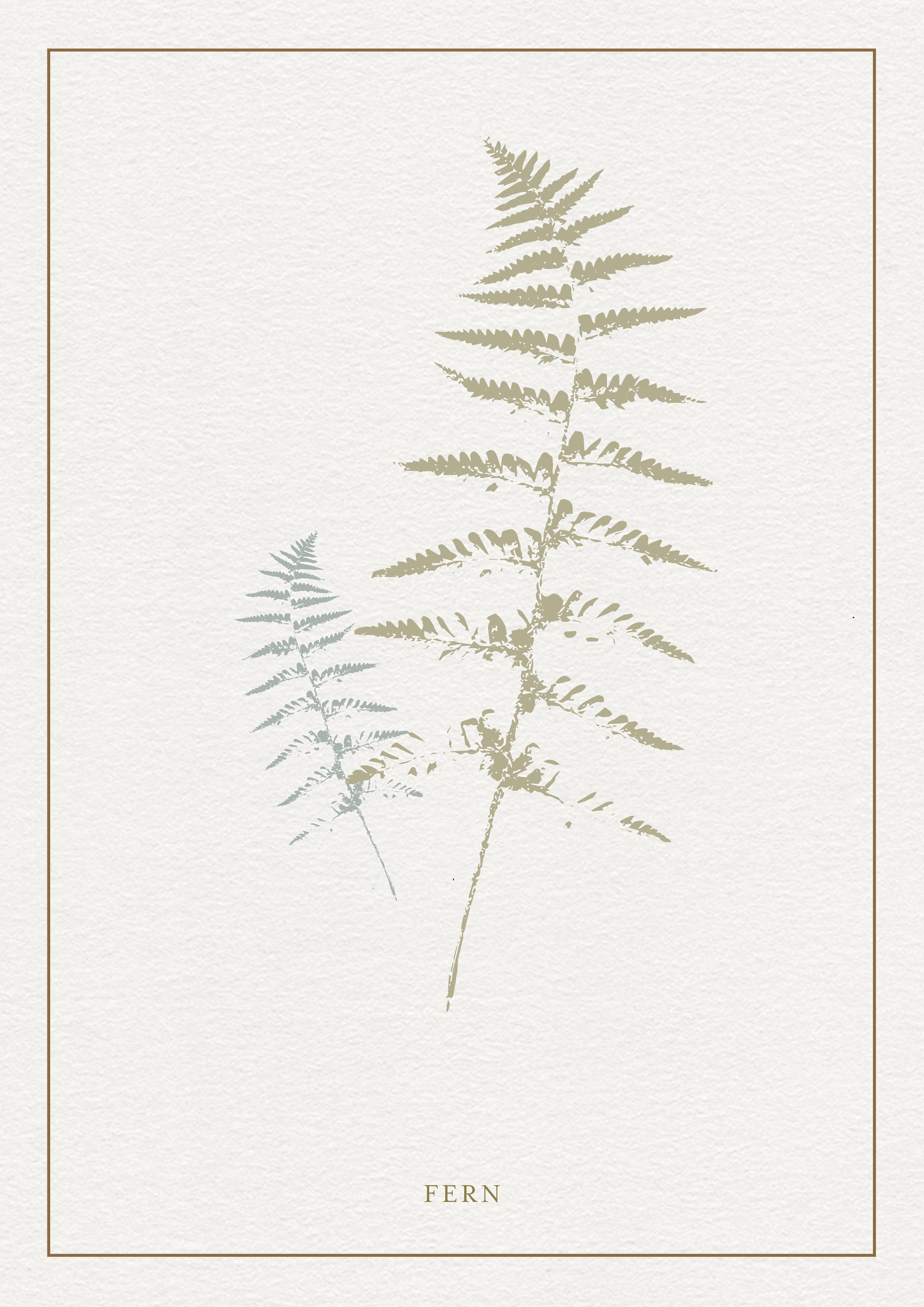 Fern