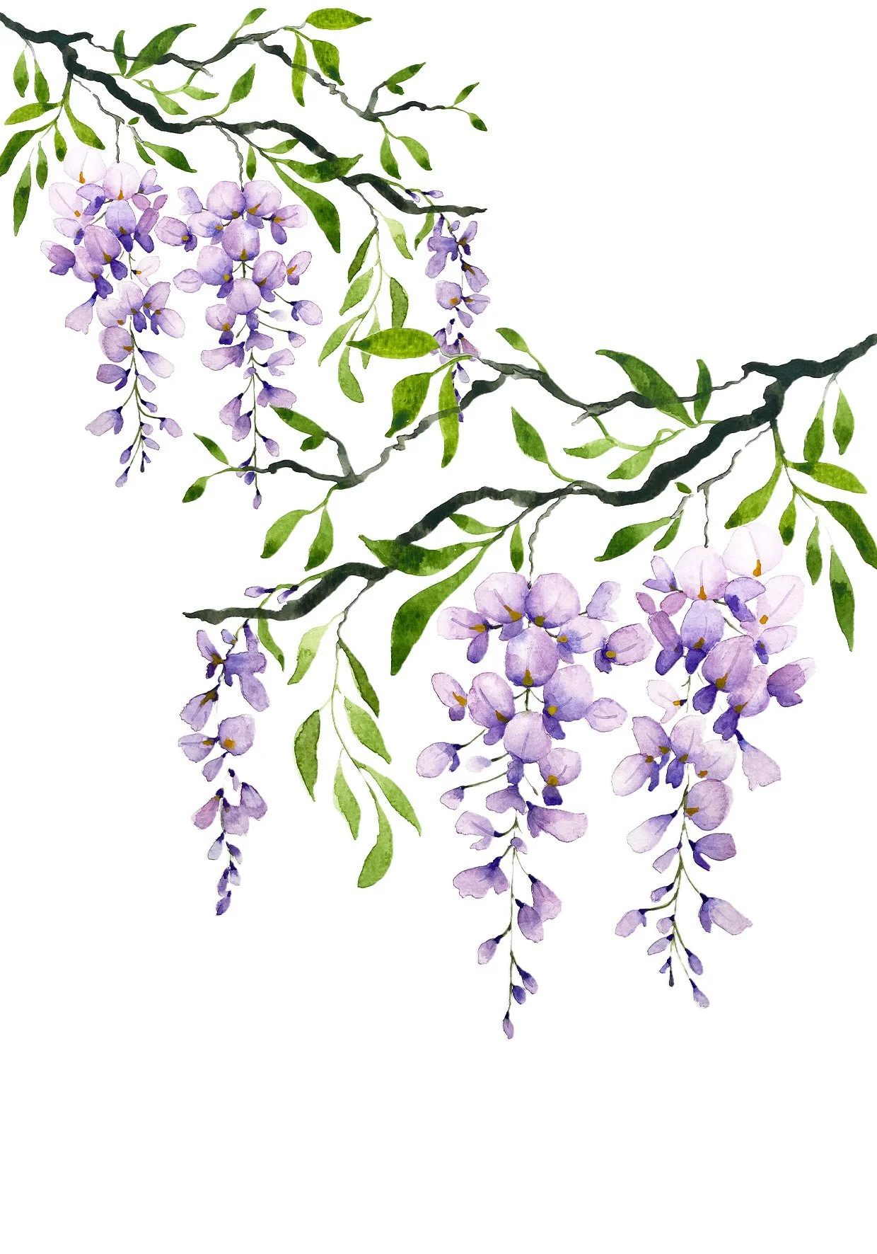 Trailing Wisteria