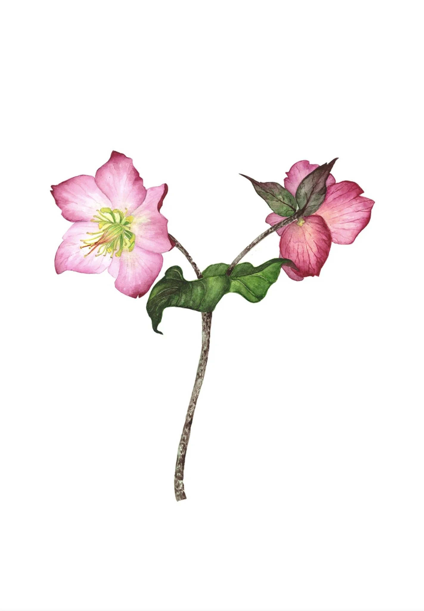 Hellebores