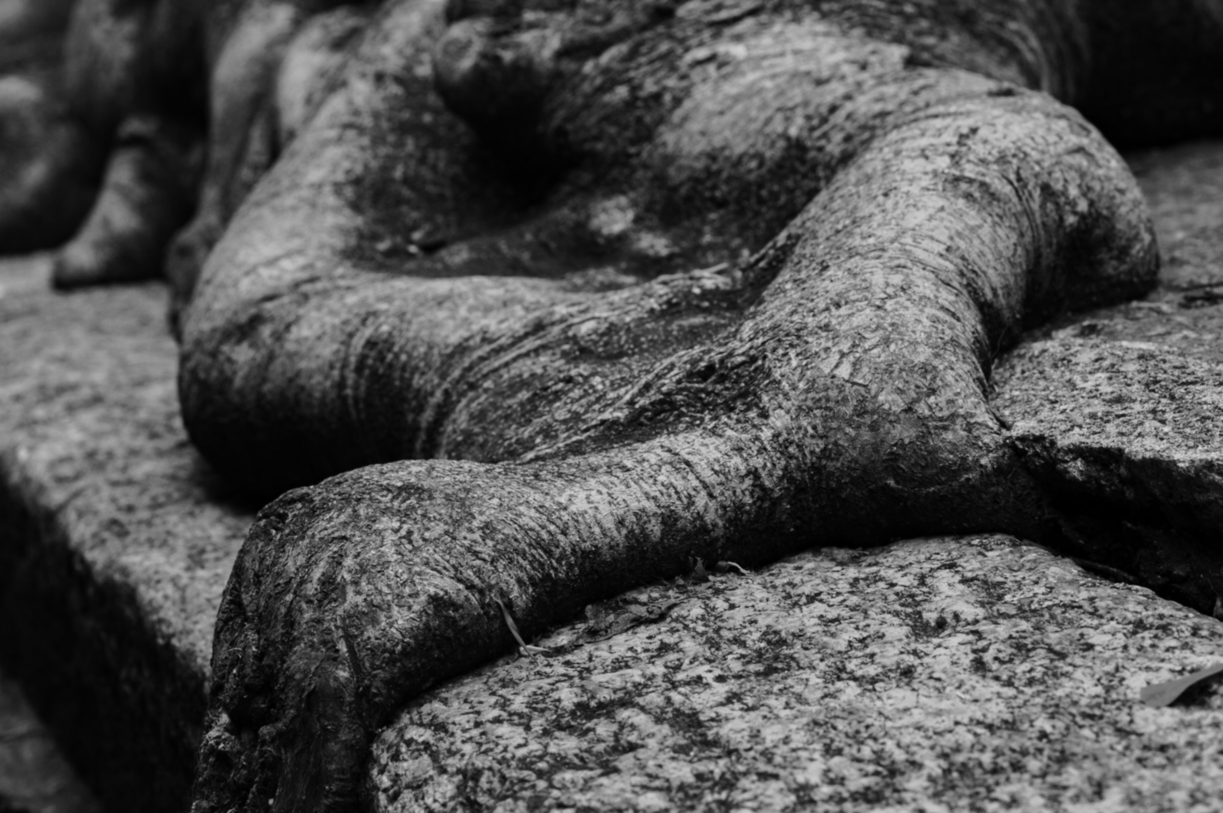 roots03.jpg