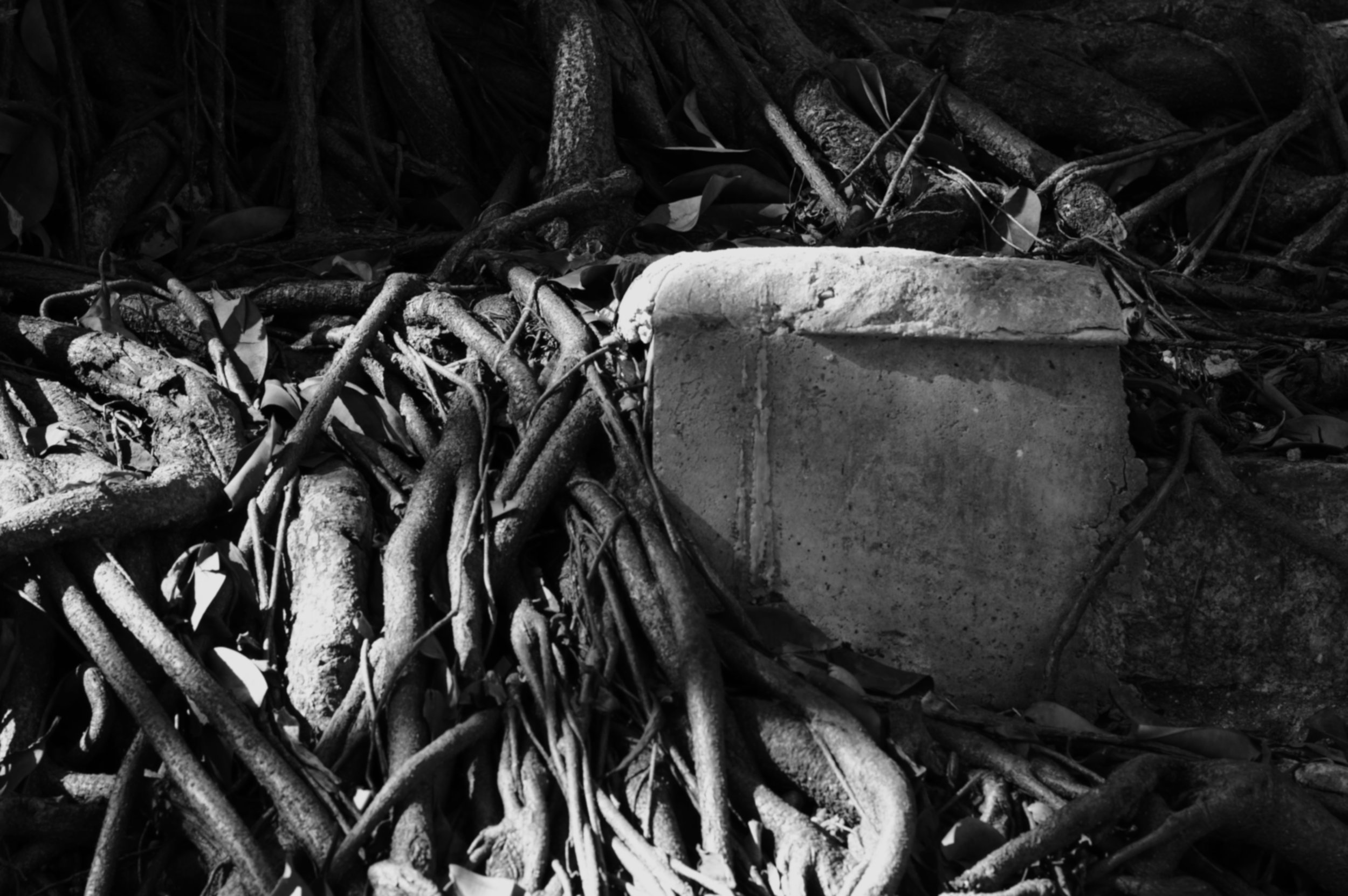 roots04.jpg