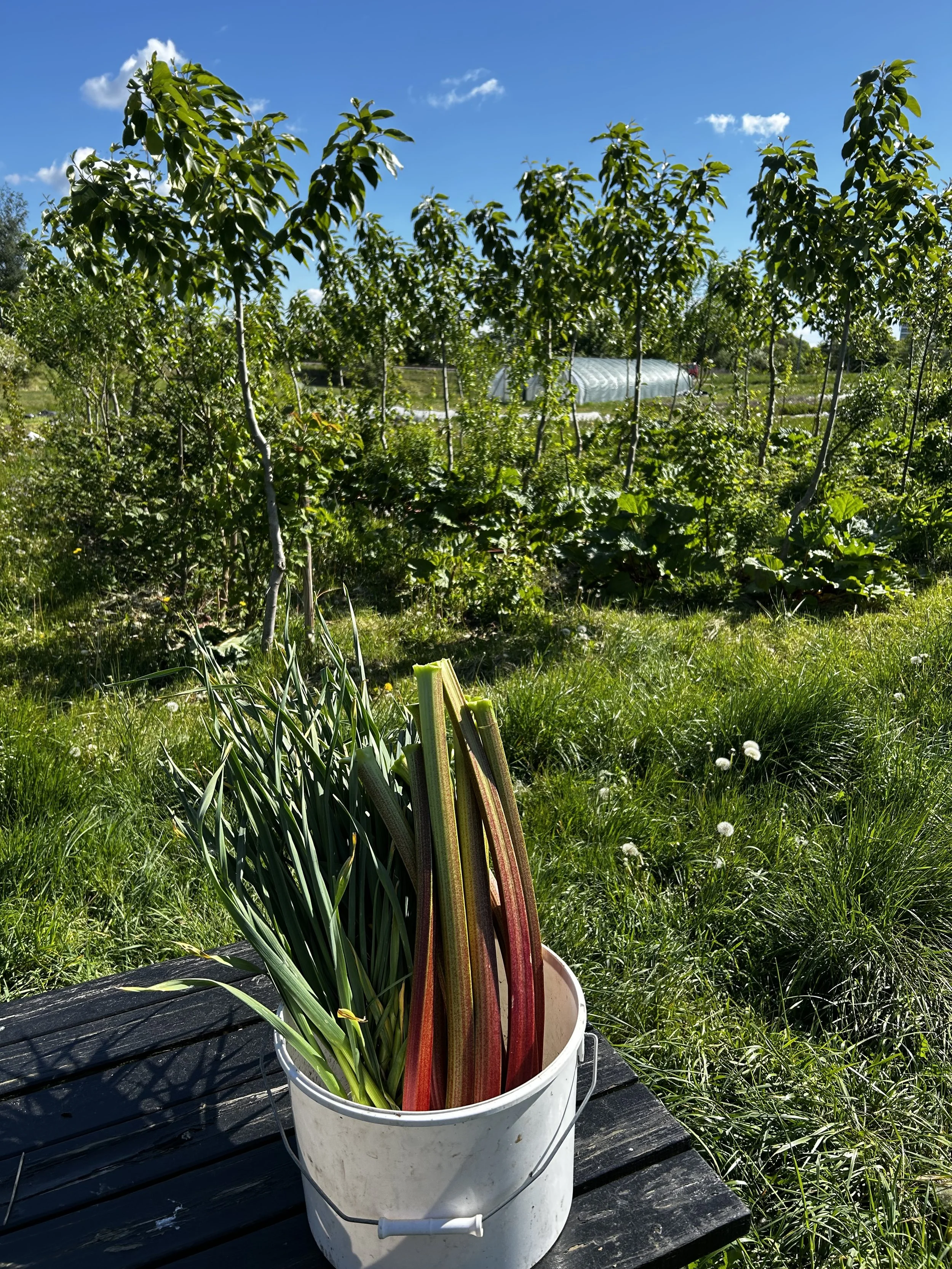 3 dages kursus i syntropisk Jordbrug