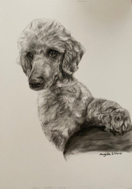 Rupert_Charcoal_drawing_Commission_by_Angela_E_Kerr.jpg