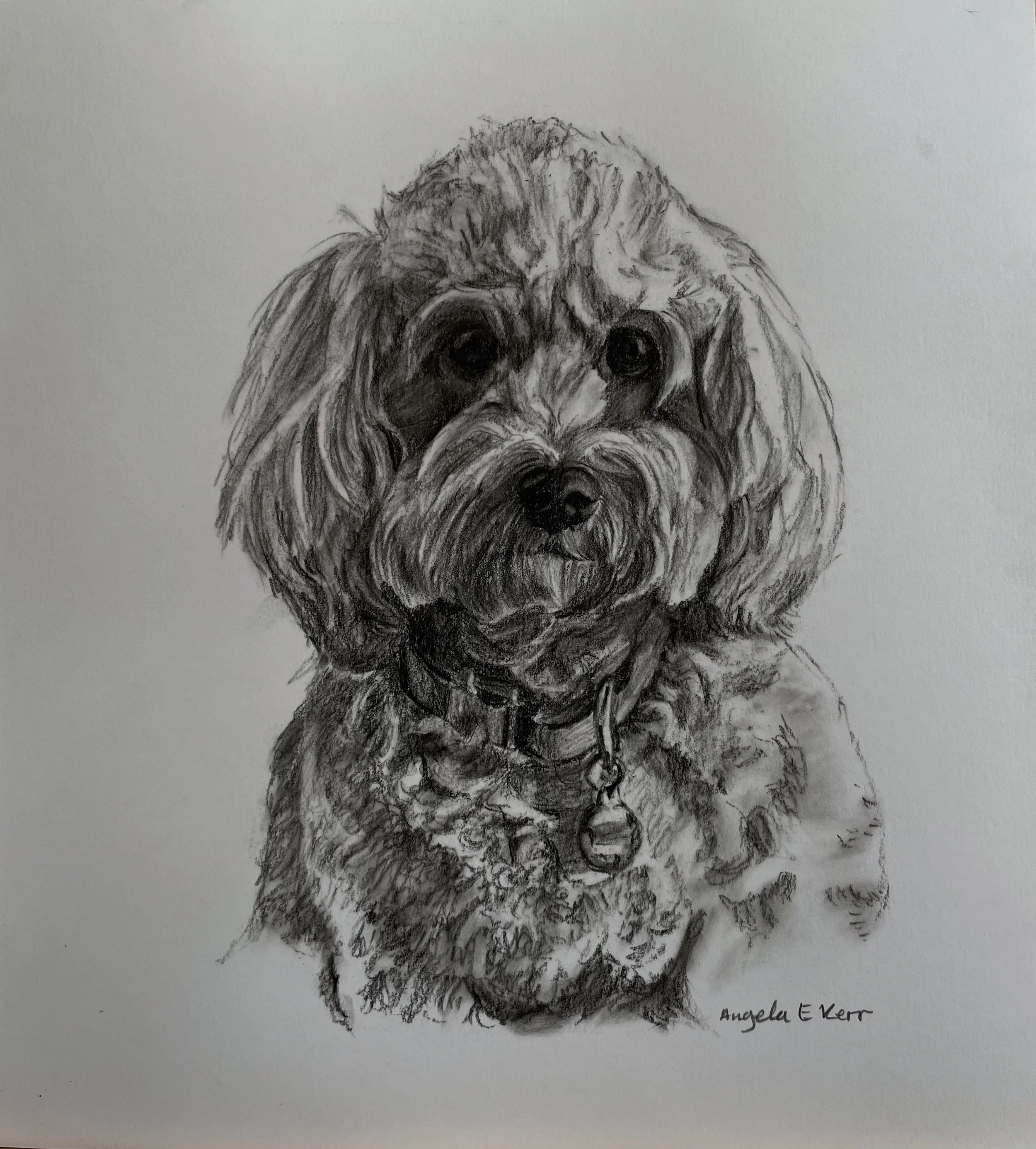 Ruby-charcoal-drawing-Angela-E-Kerr-Nottingham.JPG