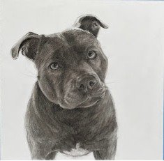 Molly_Charcoal_drawing_by_Angela_E_Kerr_Nottingham.JPG