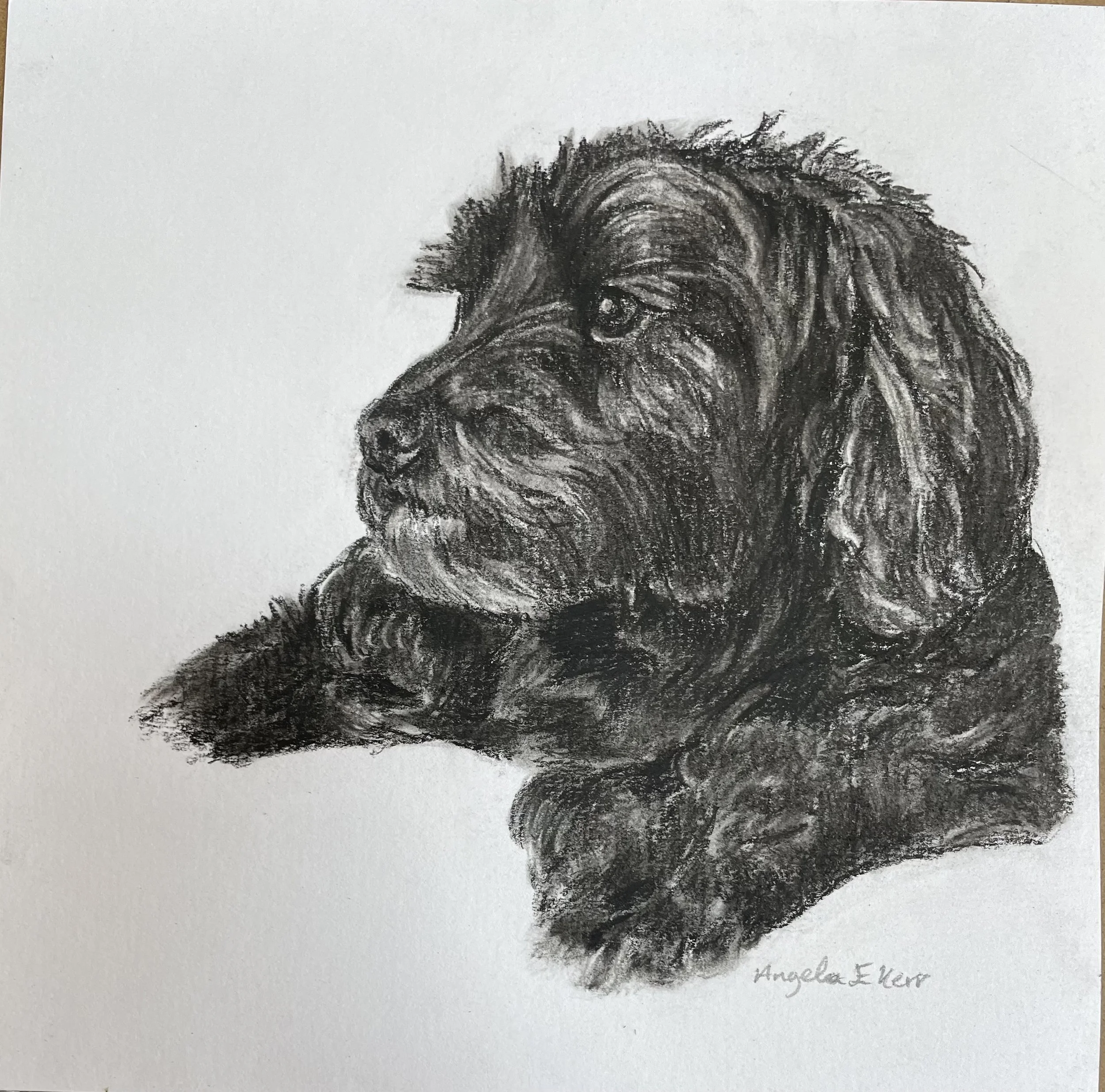Leo_charcoal_drawing_by_Angela_E_Kerr_Nottingham.jpg