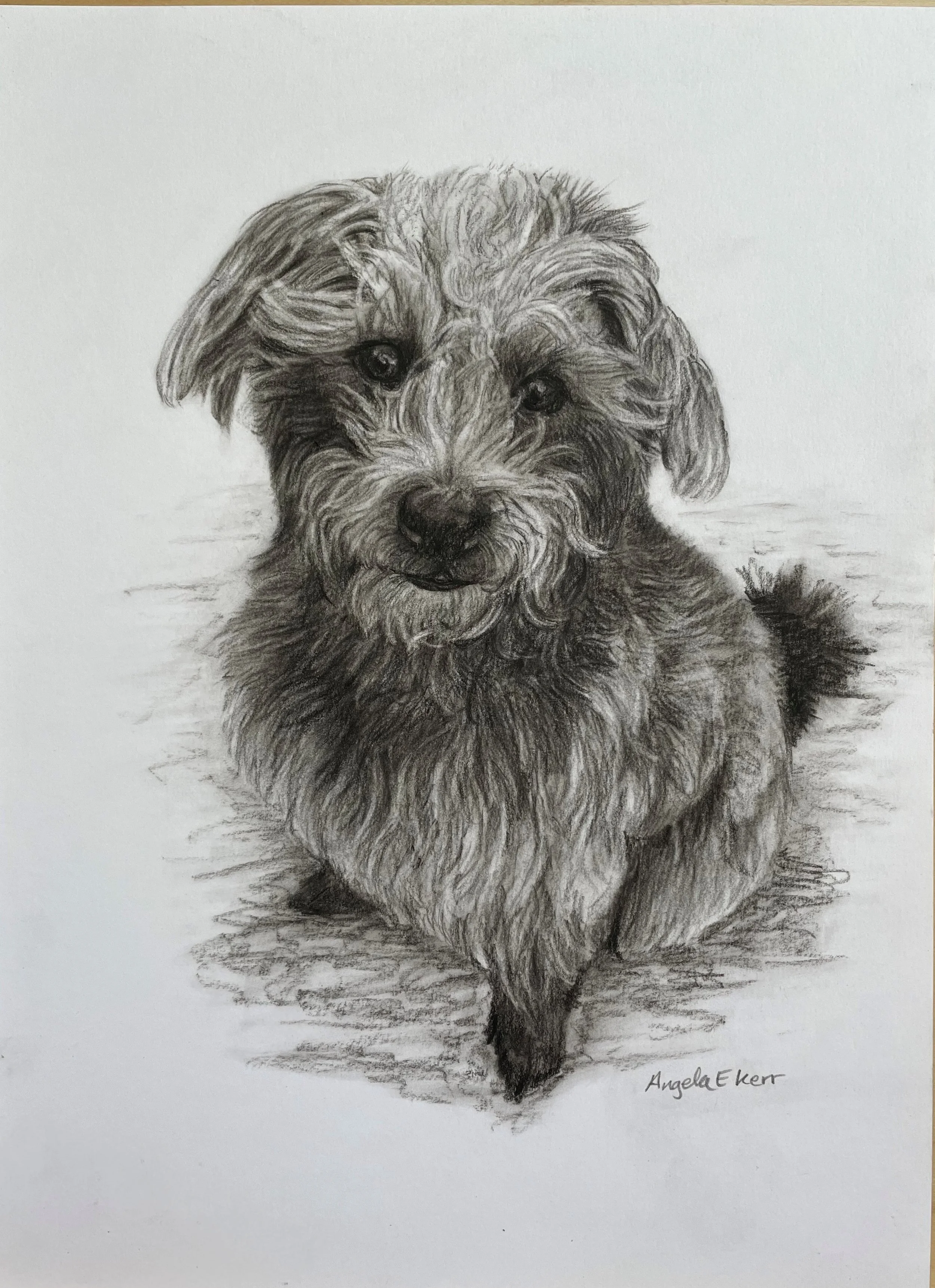 oilve_charcoal_drawing_by_Angela_E_Kerr_Nottingham.jpg