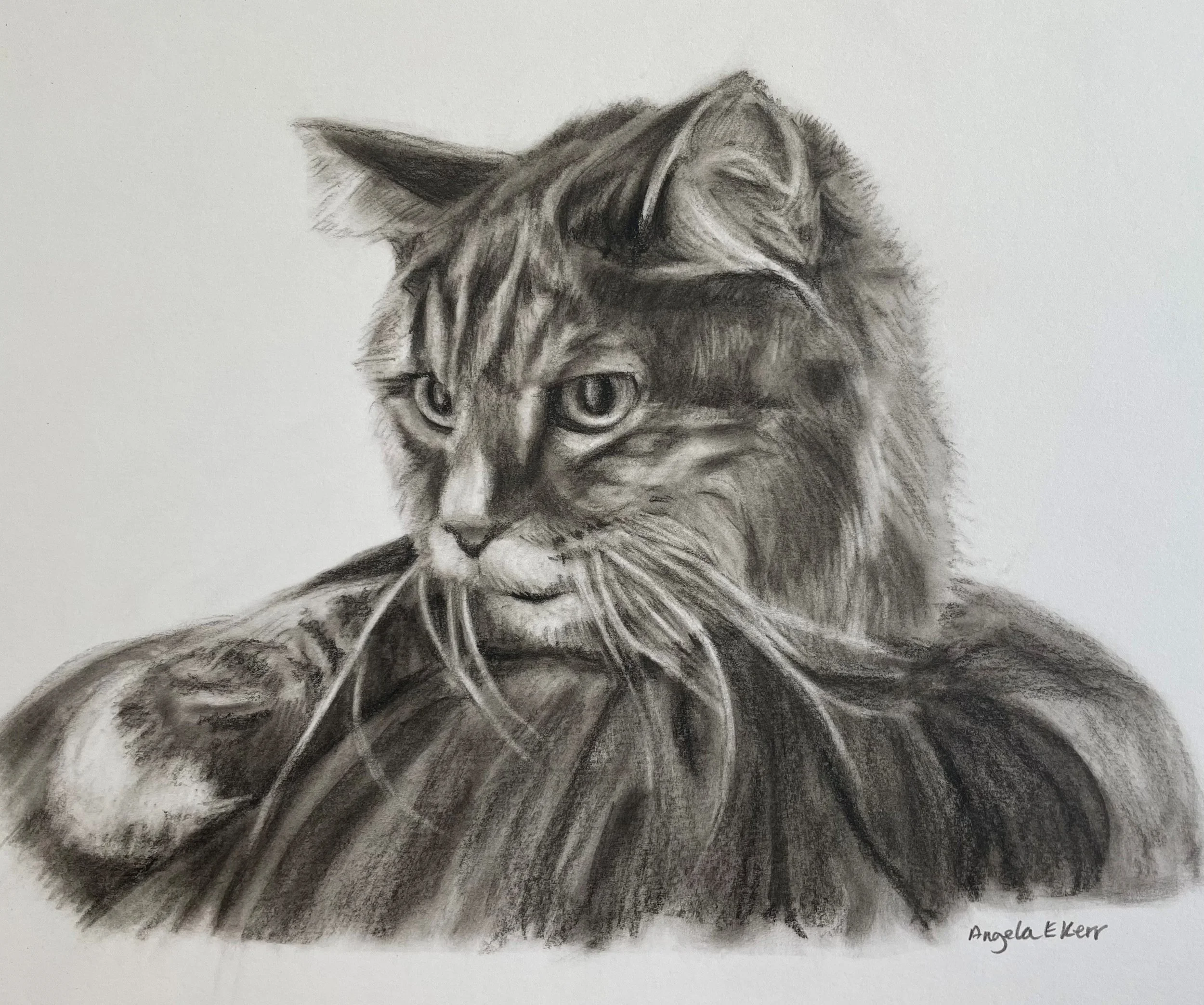 Dennis_Charcoal_Drawing_By_Angela_E_Kerr_Nottingham.jpg