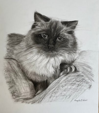 Oreo_charcoal_Drawing_by_Angela_E_Kerr_Nottingam.jpg