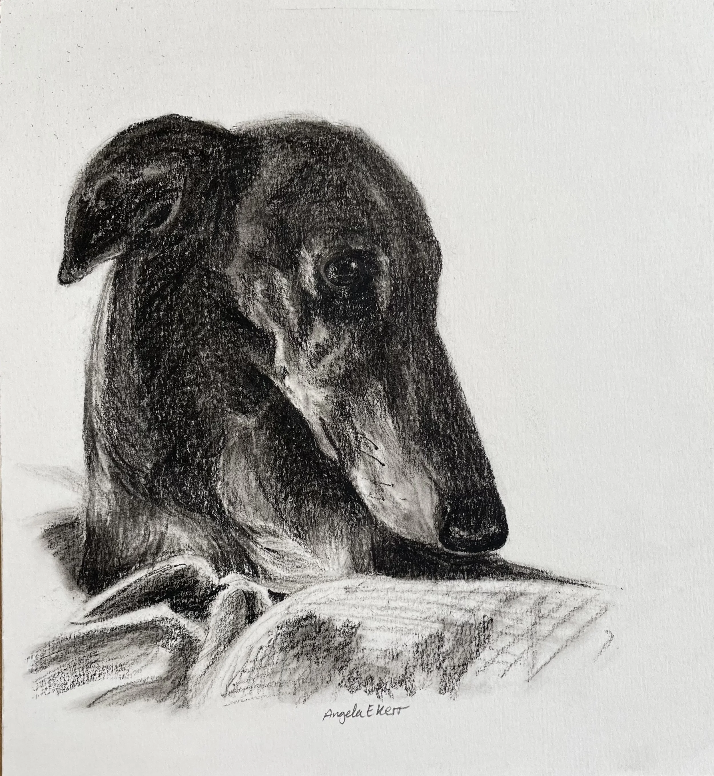 Roxy-charcoal-drawing-by-Angela-E-Kerr-Nottingham.jpg