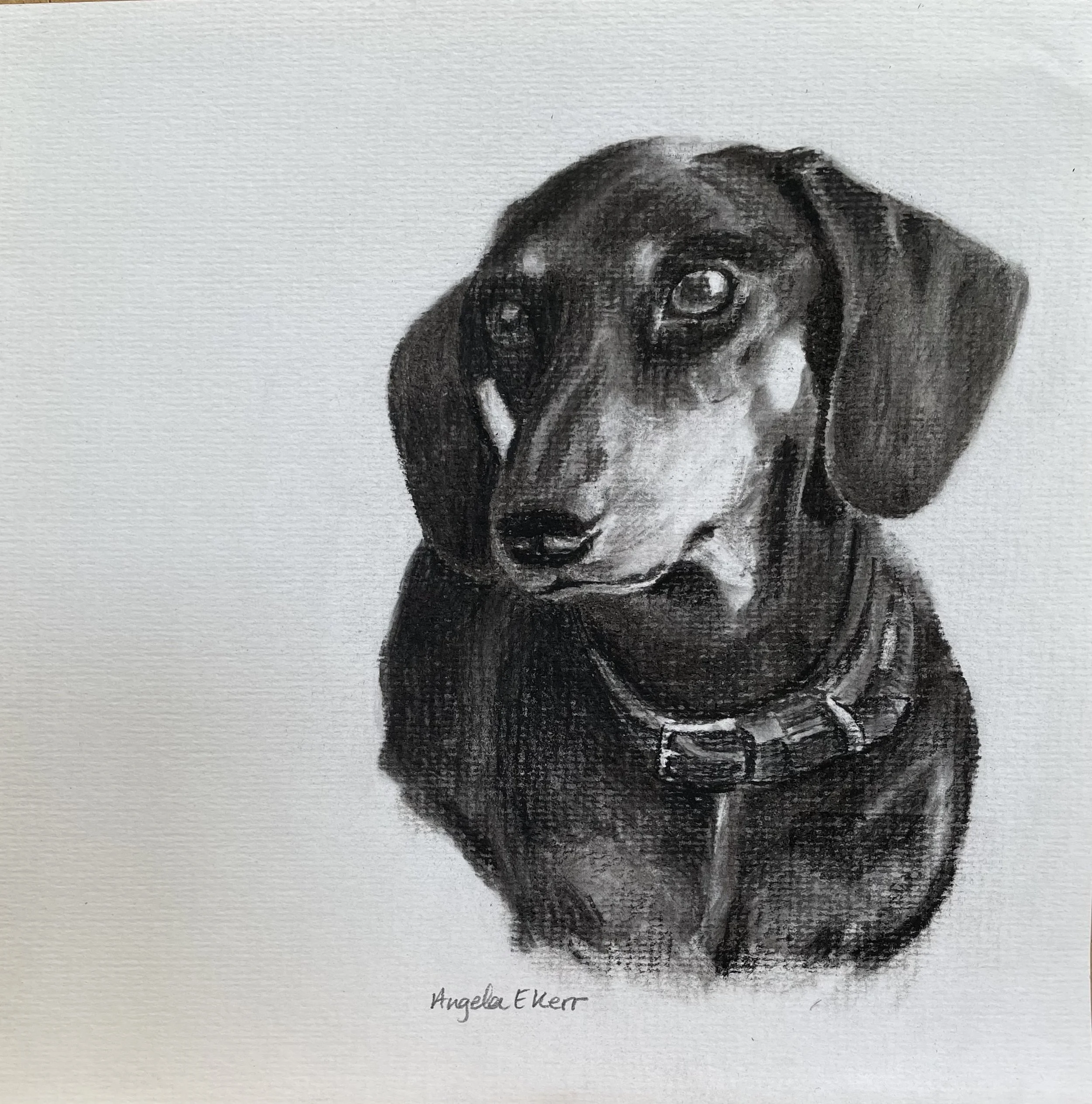 Charlie_charcoal_drawing_by_Angela_E_Kerr_Nottingham.jpg