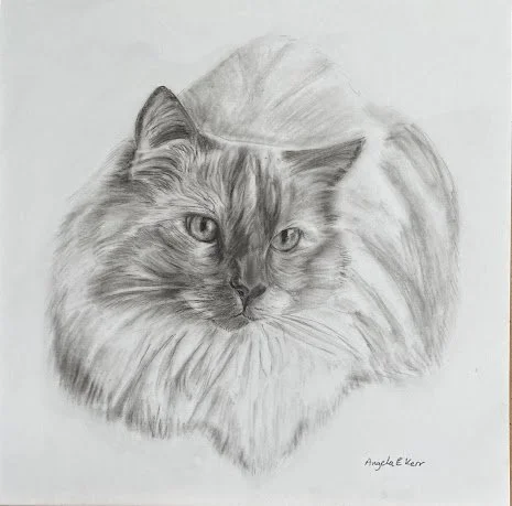 Samed_charcoal_drawing_by_Angela_E_Kerr_Nottingham.jpg