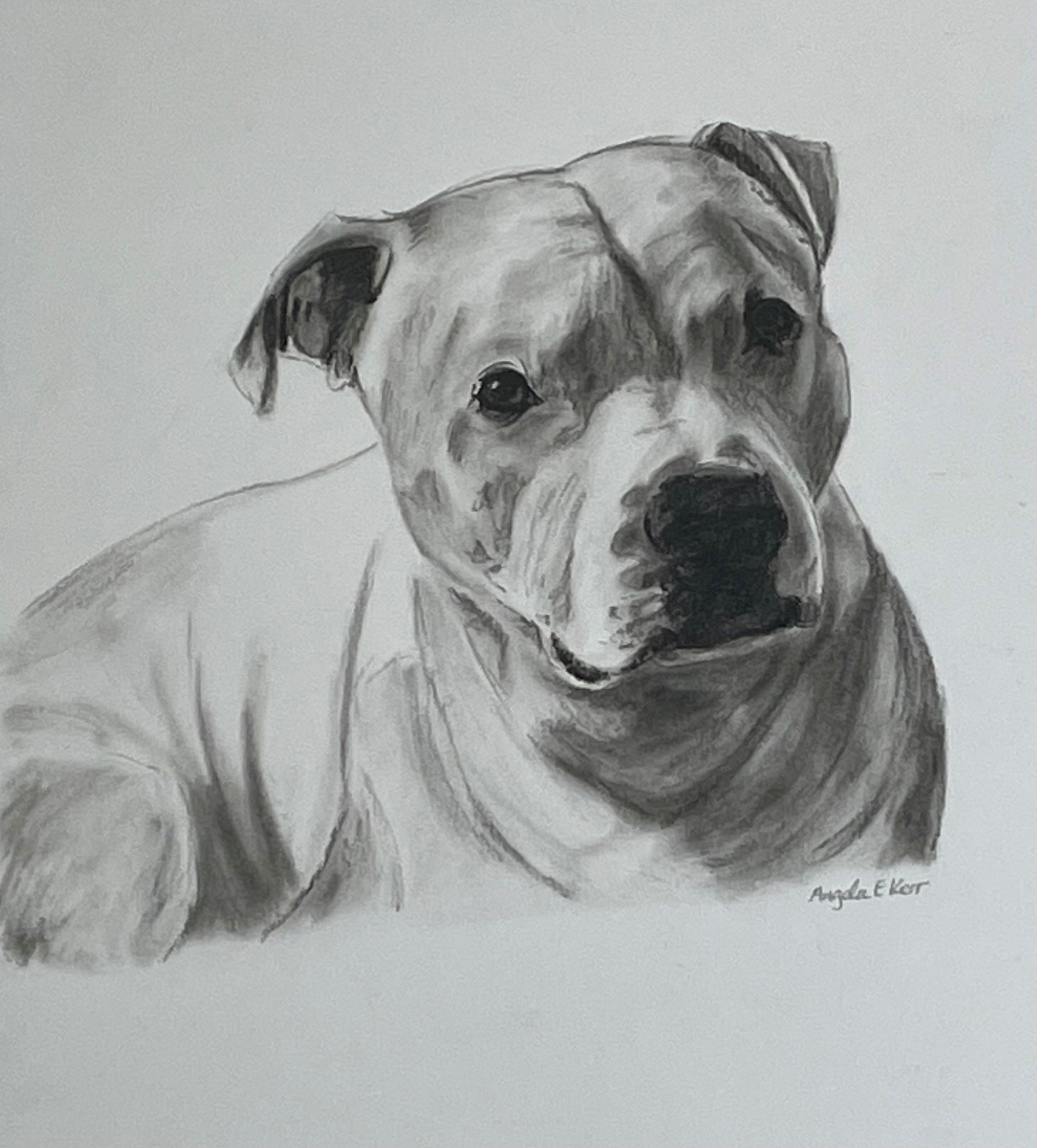 Creed_Staffy_Charcoal_Drawing_by_Angela_E_Kerr_Nottingham.jpg