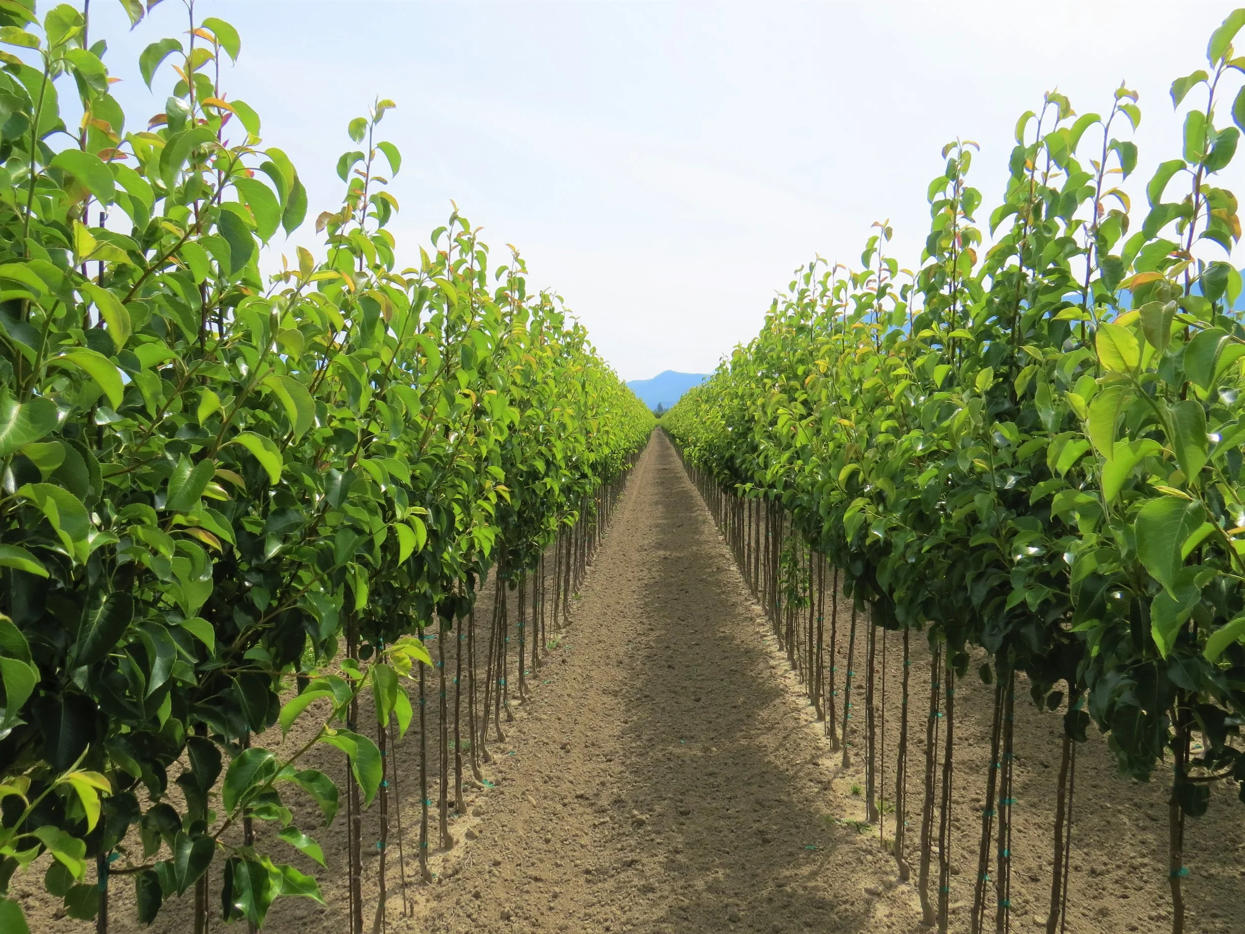 Pyrus Chanticleer (Flowering Pear)