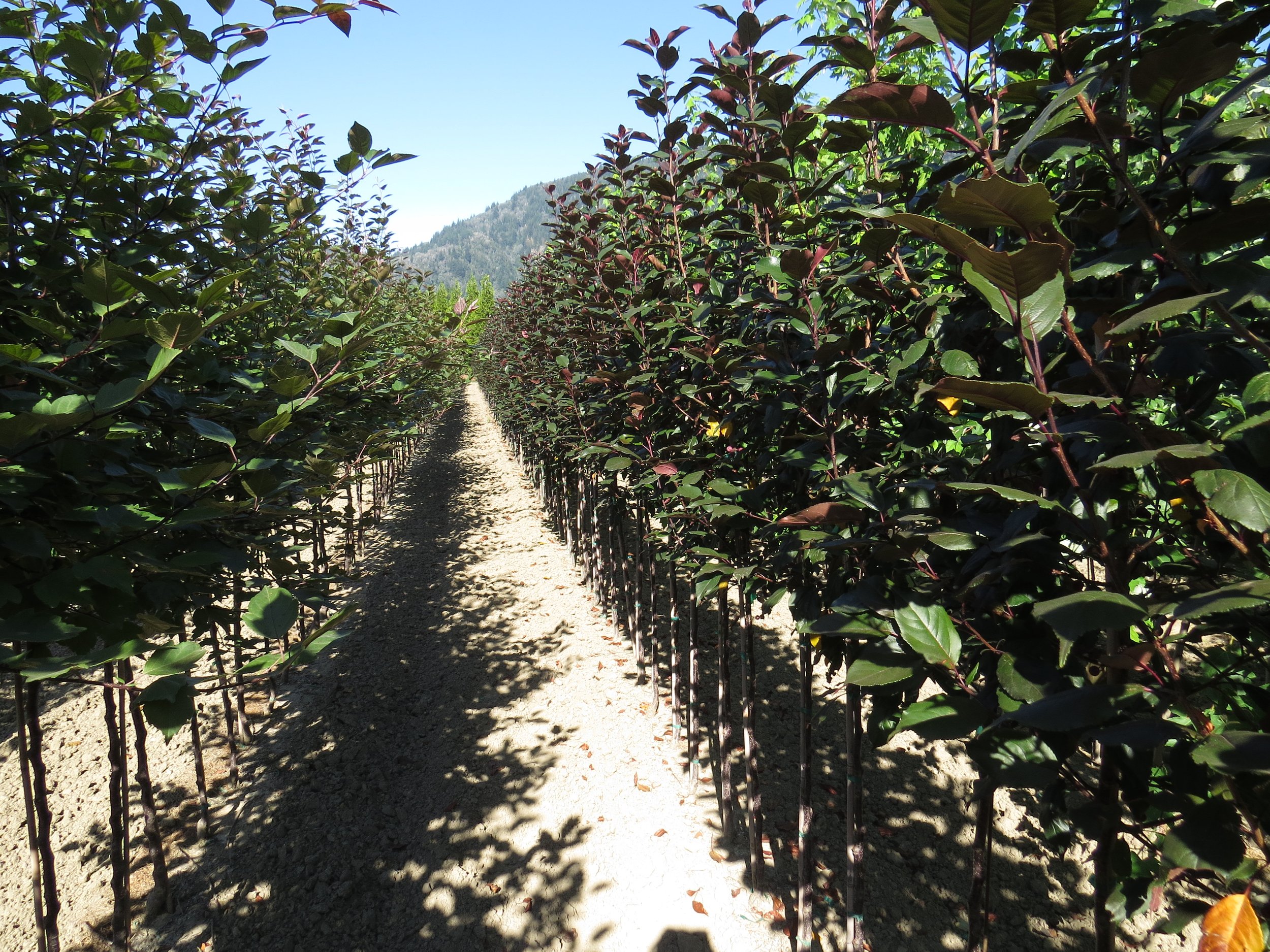 Malus Gladiator (Flowering Crabapple)