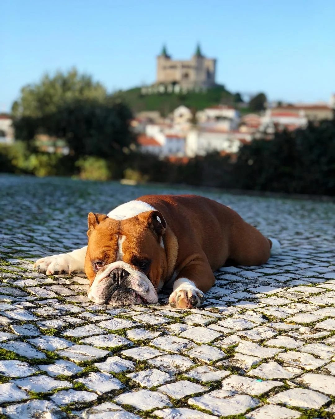 Como o teu Cão está a Transformar a tua Saúde Intestinal