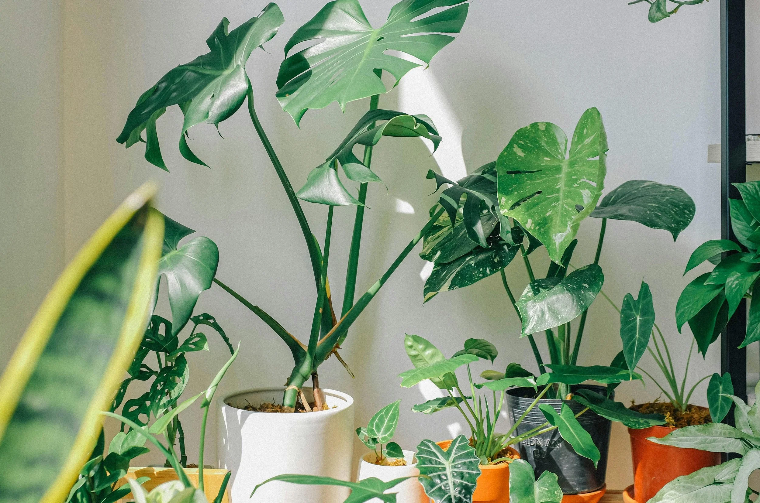 Porque é que te sentes melhor em casas com plantas