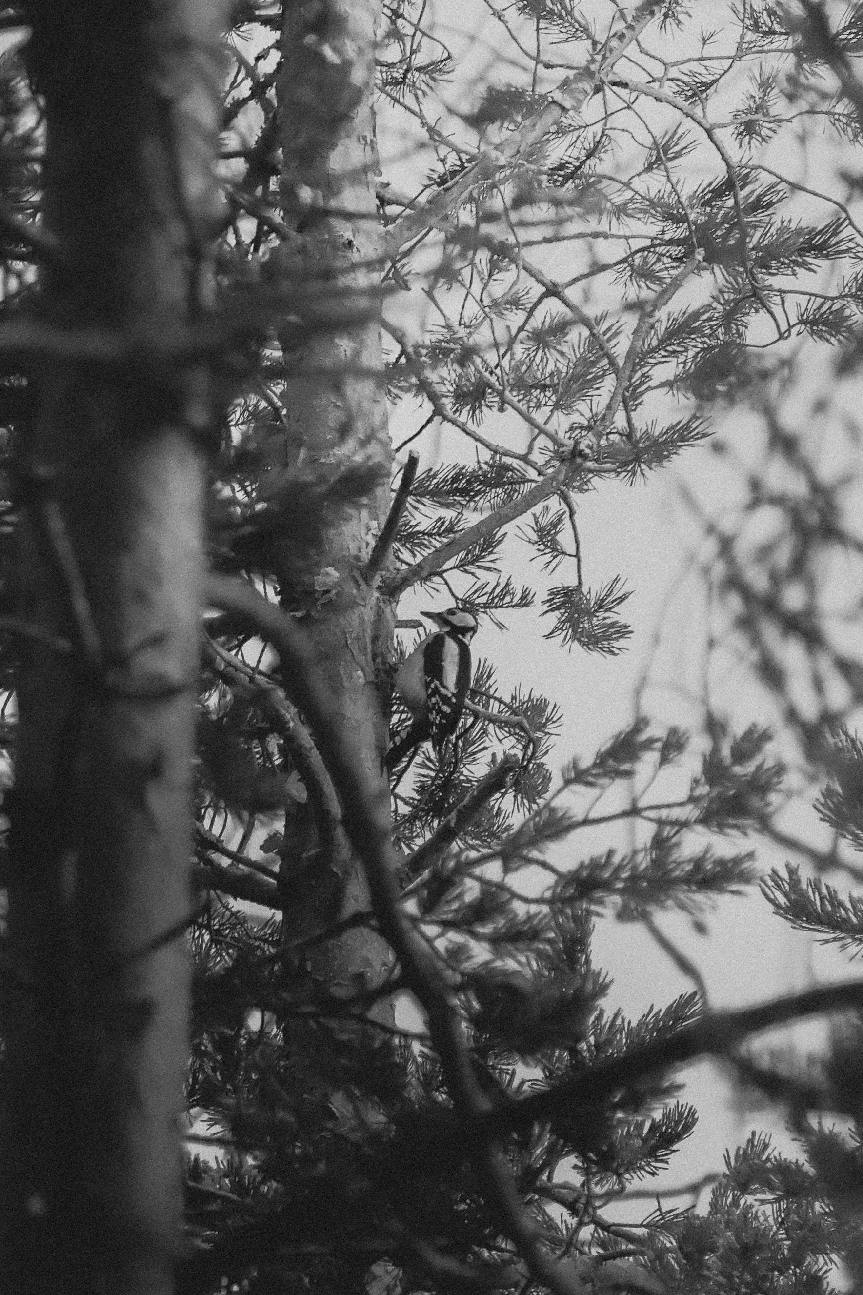 The Woodpecker