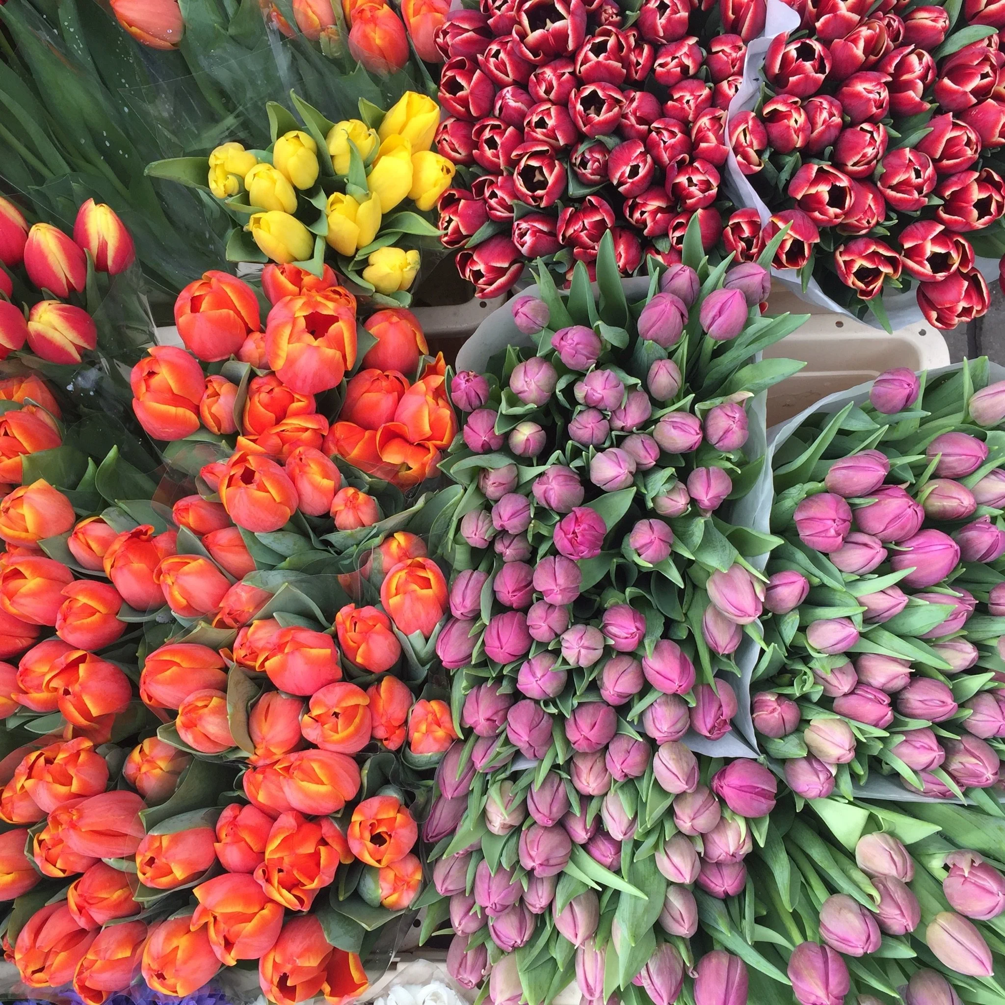 Colorful arrangements of tulips in various shades of orange, pink, yellow, and red to represent time out from academia and life balance.