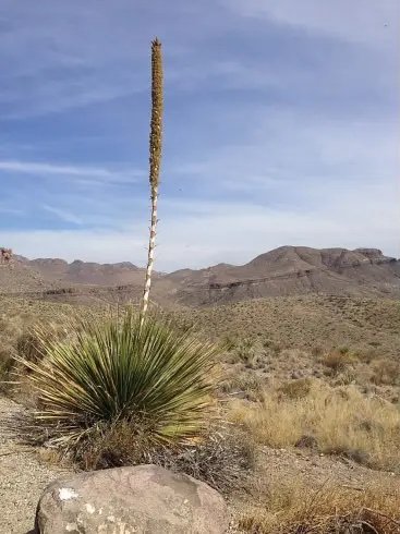 A desert landscape with a tall cholla cactus in the foreground and mountains in the background.