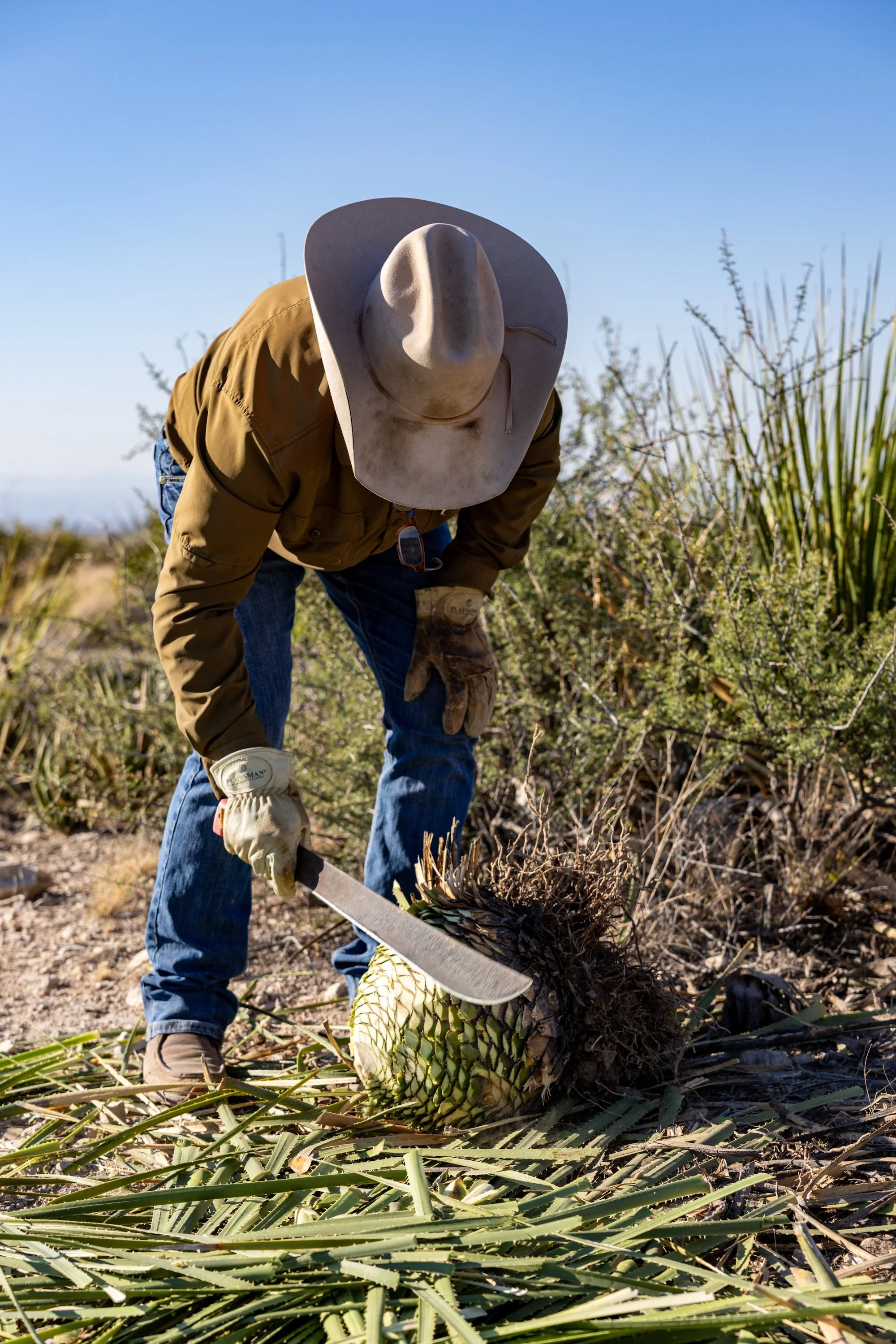 A person wearing a wide-brimmed hat, gloves, and a brown jacket is cutting down a sotol with a machete in a field of sotol plants and desert bushes.