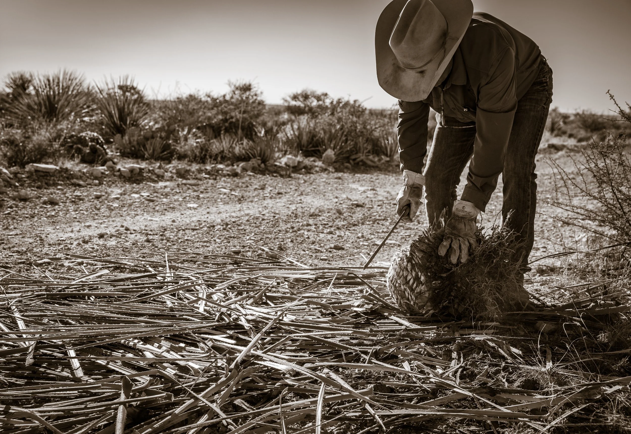 A person wearing a cowboy hat and gloves is working on the Tall Texan Ranch in Sanderson, Texas, using a machete to remove the leaves from the sotol plant.