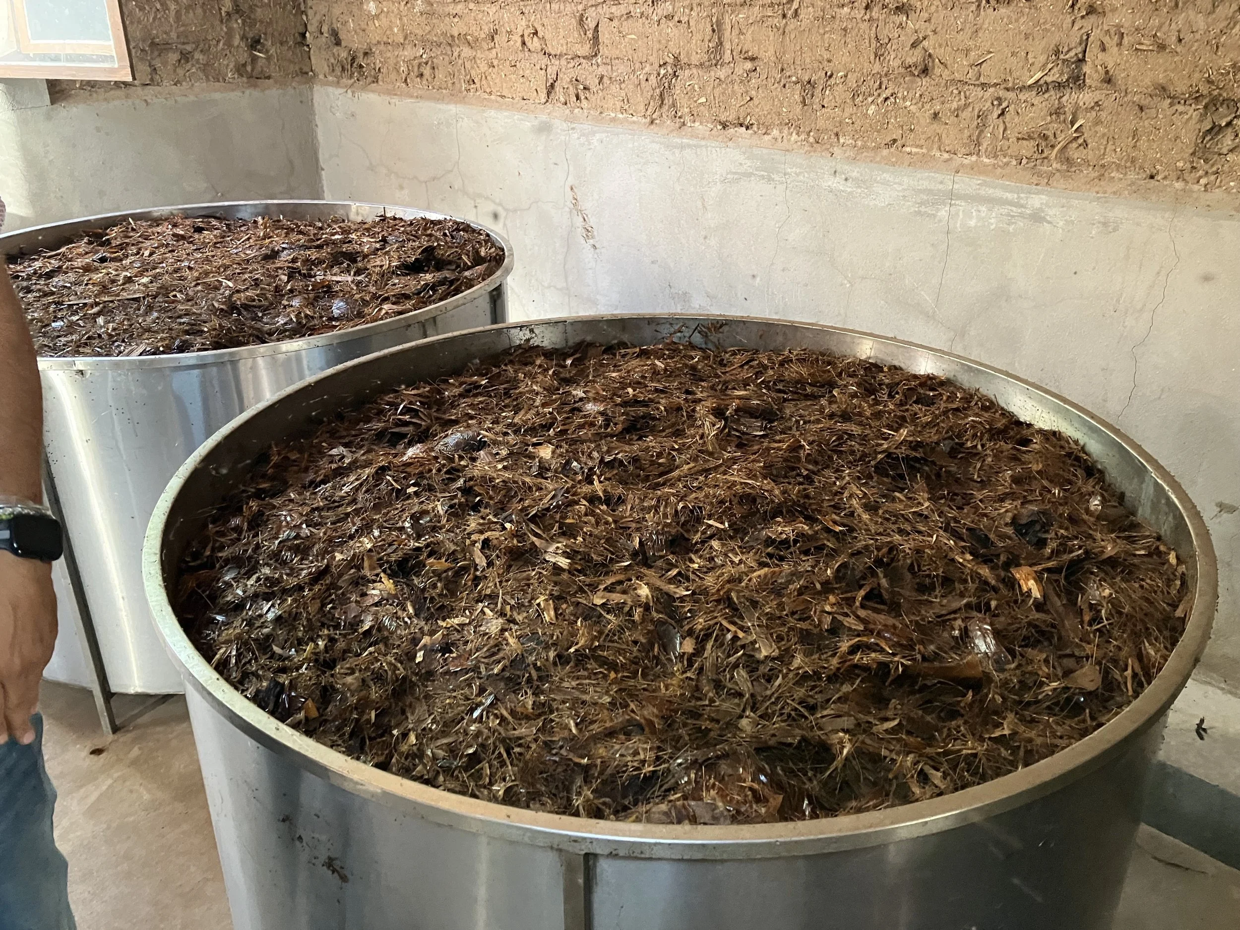 Two large metal containers filled with crushed and fermented coffee cherry husks, used in coffee processing.
