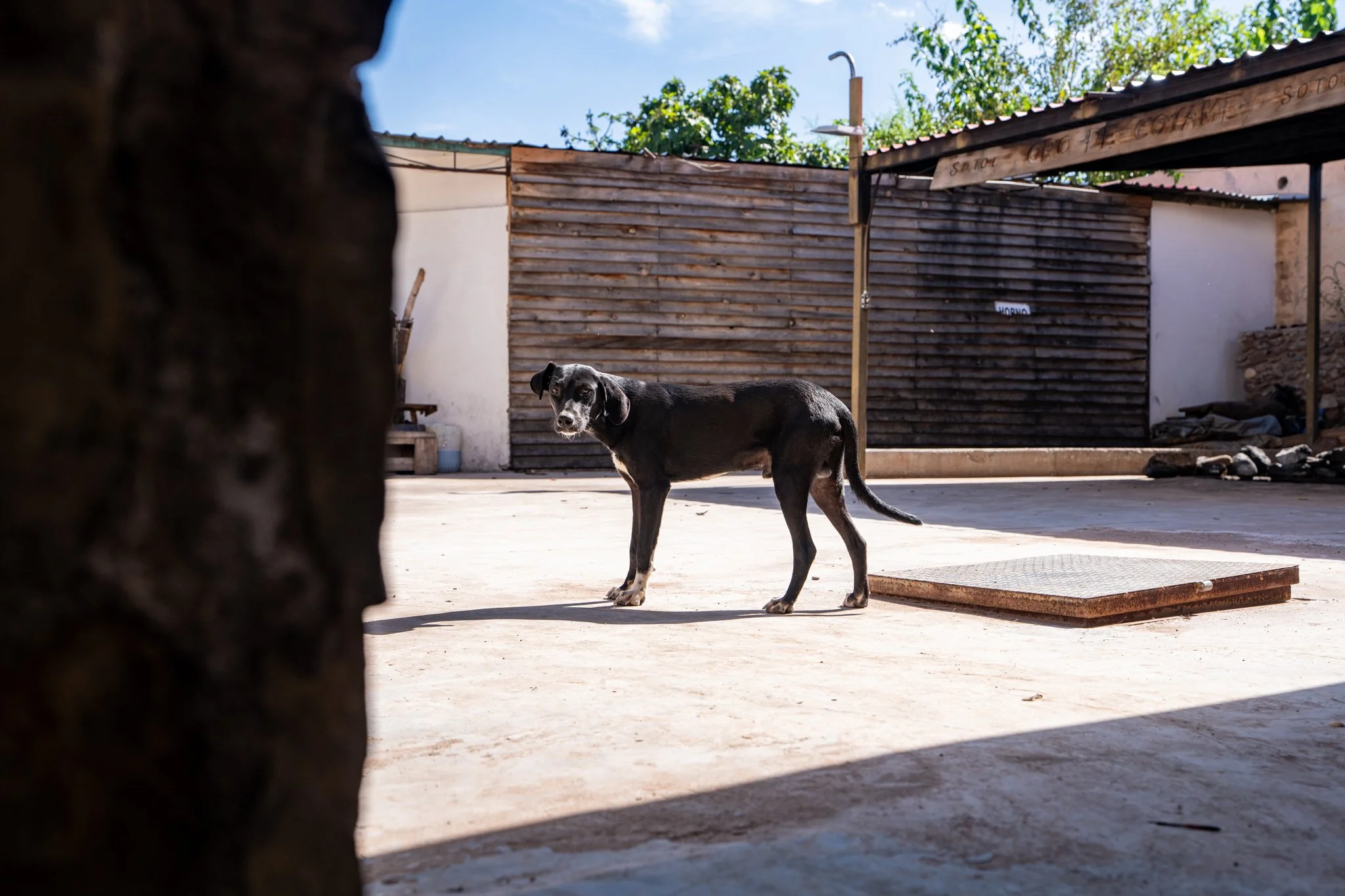 A black dog standing outdoors on a concrete surface, looking towards the camera, with a wooden fence and trees in the background.