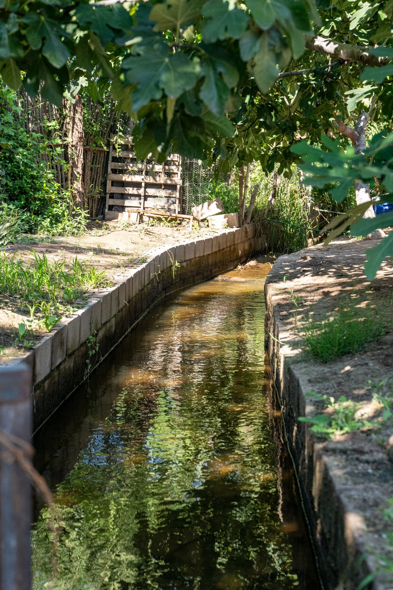 A narrow garden stream lined with brick borders, surrounded by lush green plants and trees, with a wooden fence and pallet structure in the background.