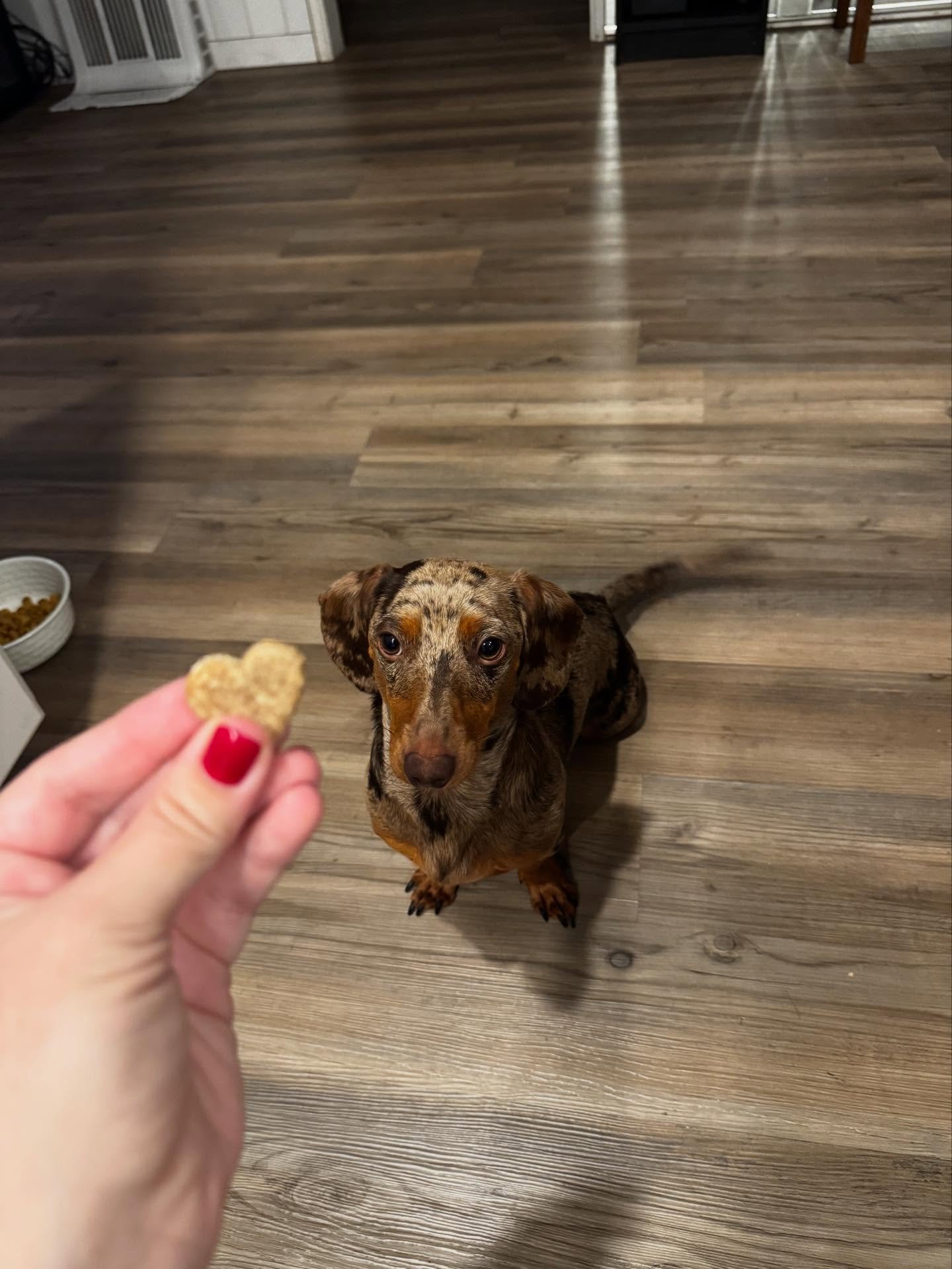 Another PAWSITIVELY happy camper 🥰 Hi Murphy and welcome to the club! #dogtreats #naturaltreats