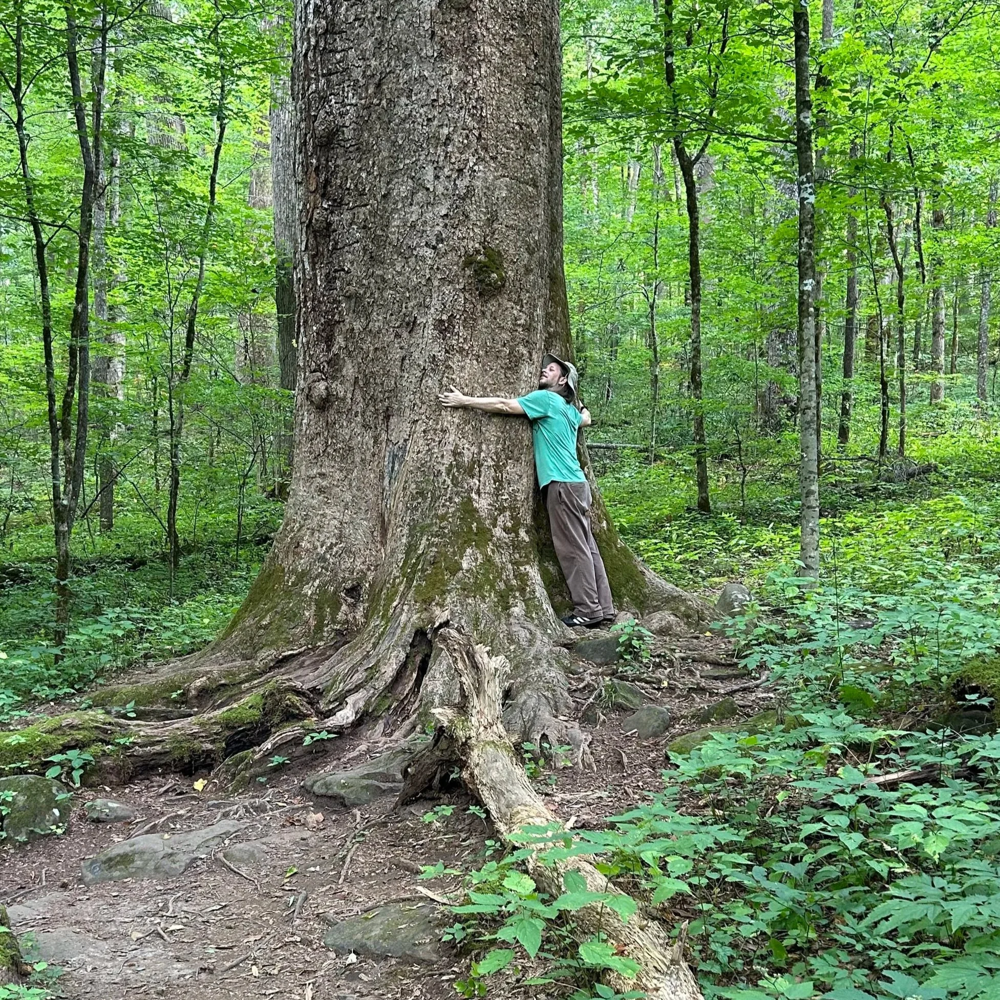 A person wearing a blue shirt hugs a lerge tree in Joyce Kilmer Forest.