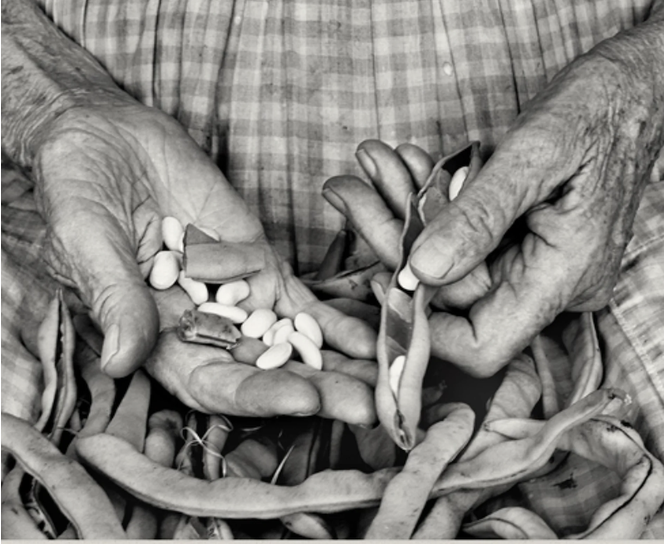 An elderly person's hands hold shelled beans.